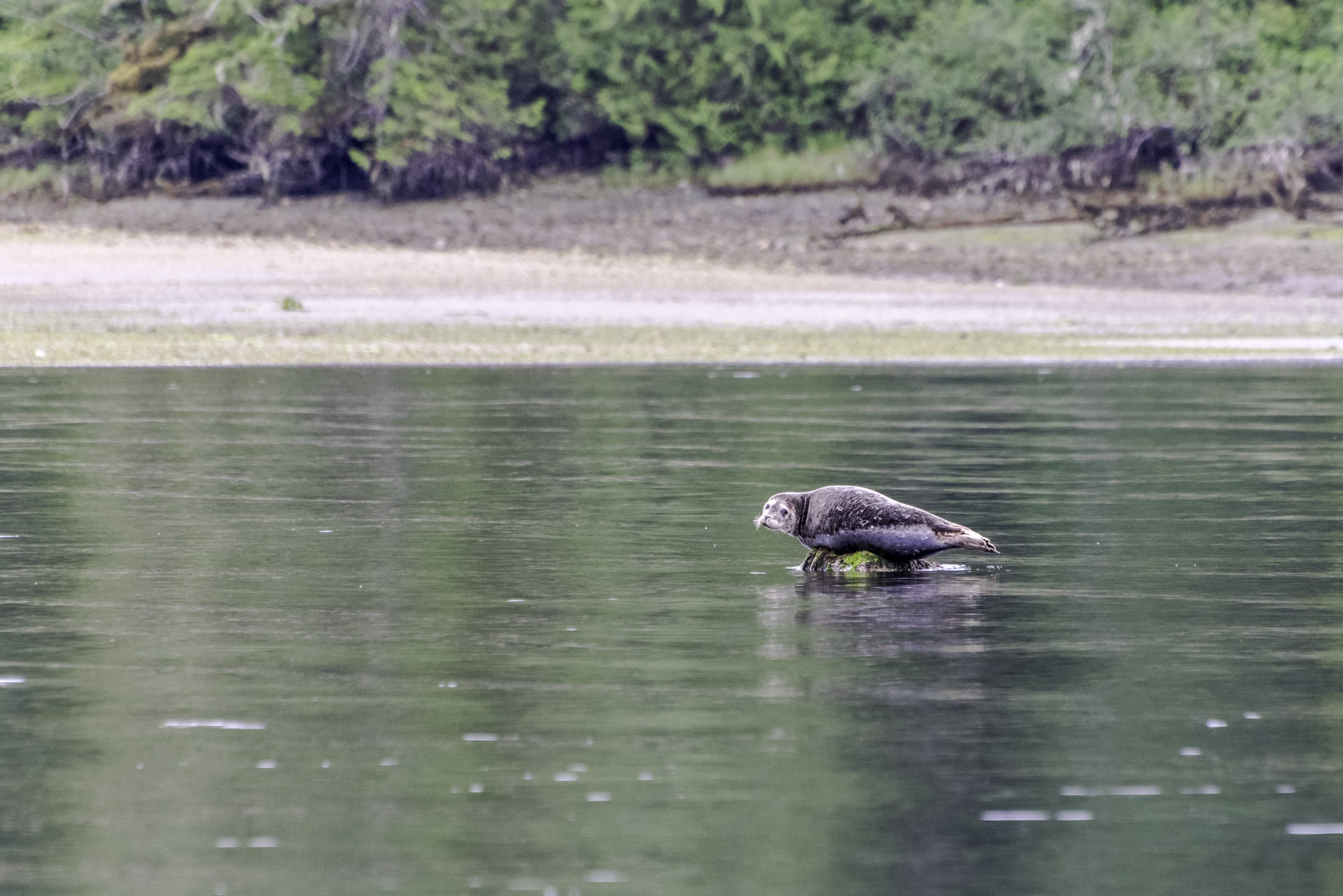 Zwarte beren spotten bij Tofino op Vancouver Island