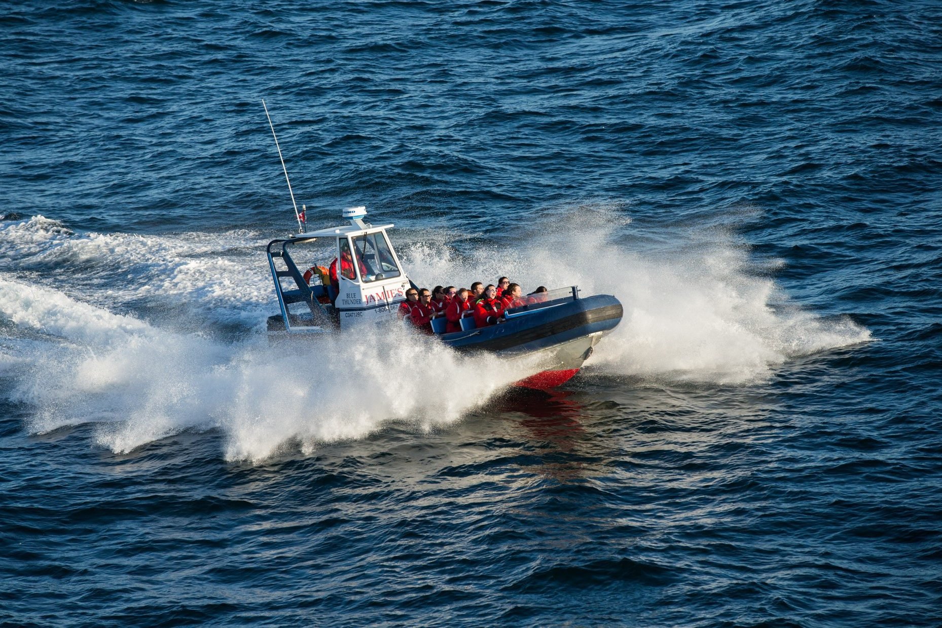 Zwarte beren spotten bij Tofino op Vancouver Island