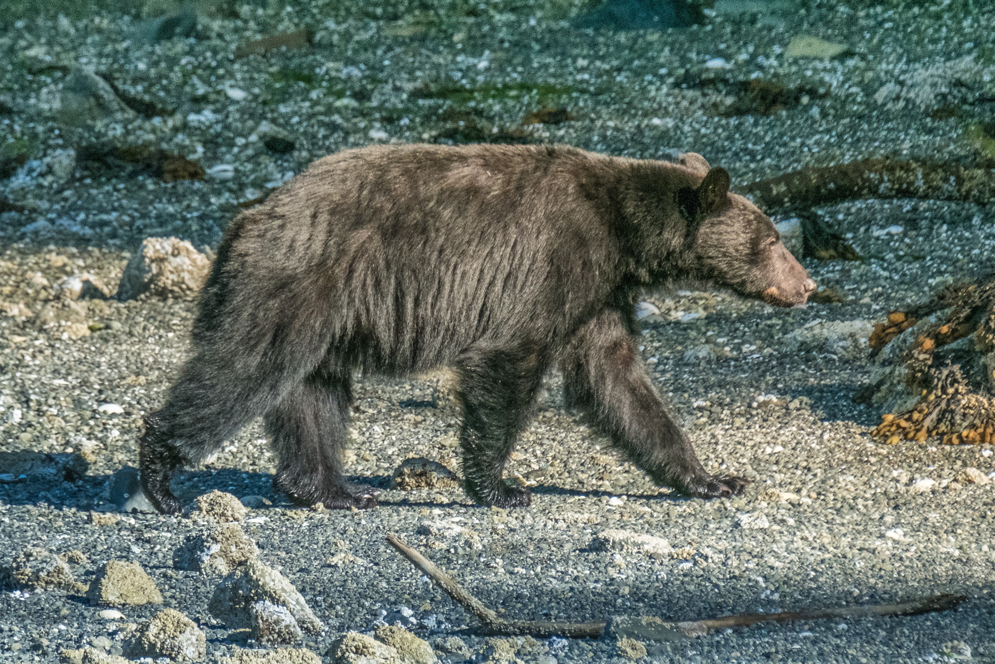 Zwarte beren spotten bij Tofino op Vancouver Island