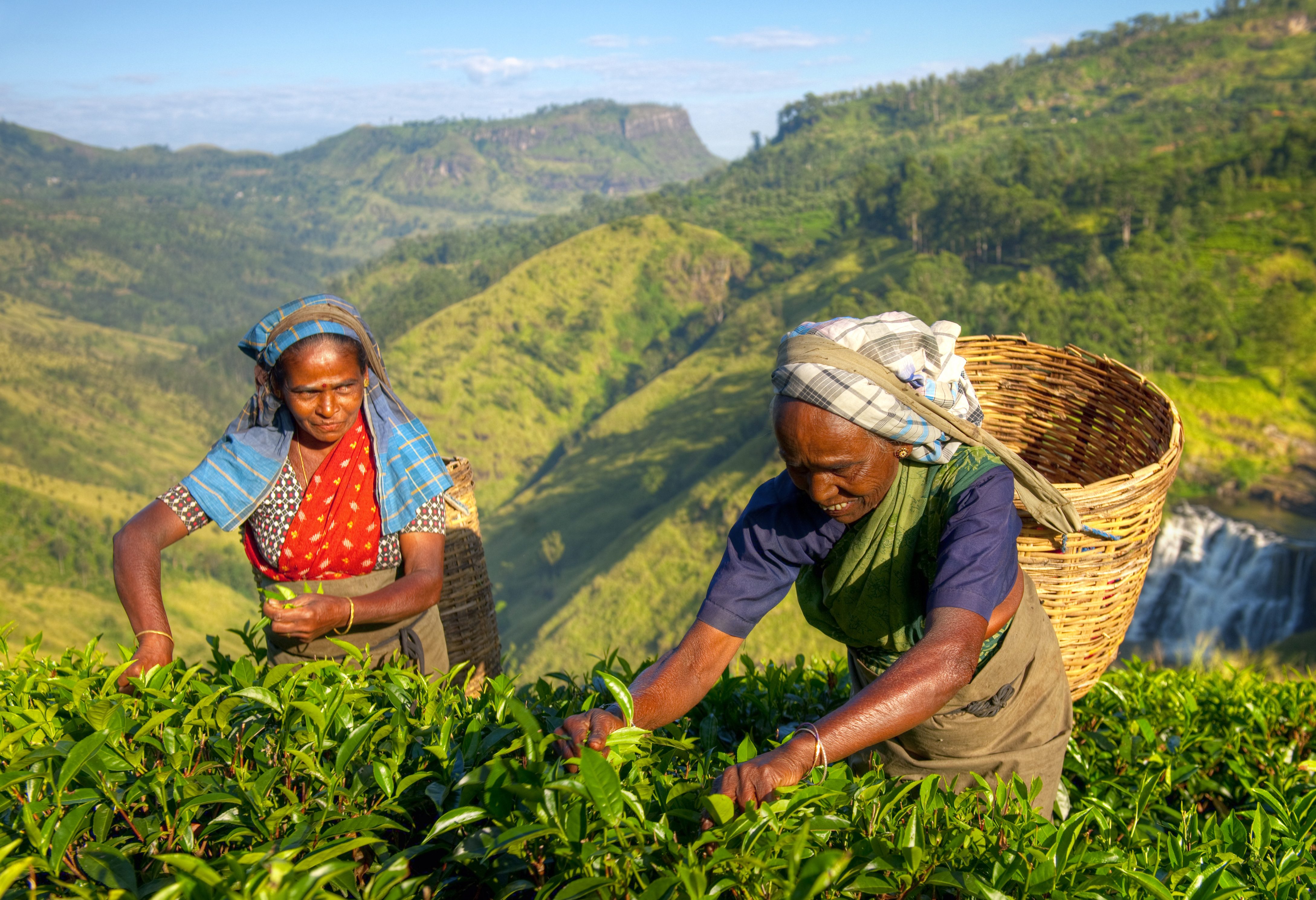 Theepluksters in Nuwara Eliya