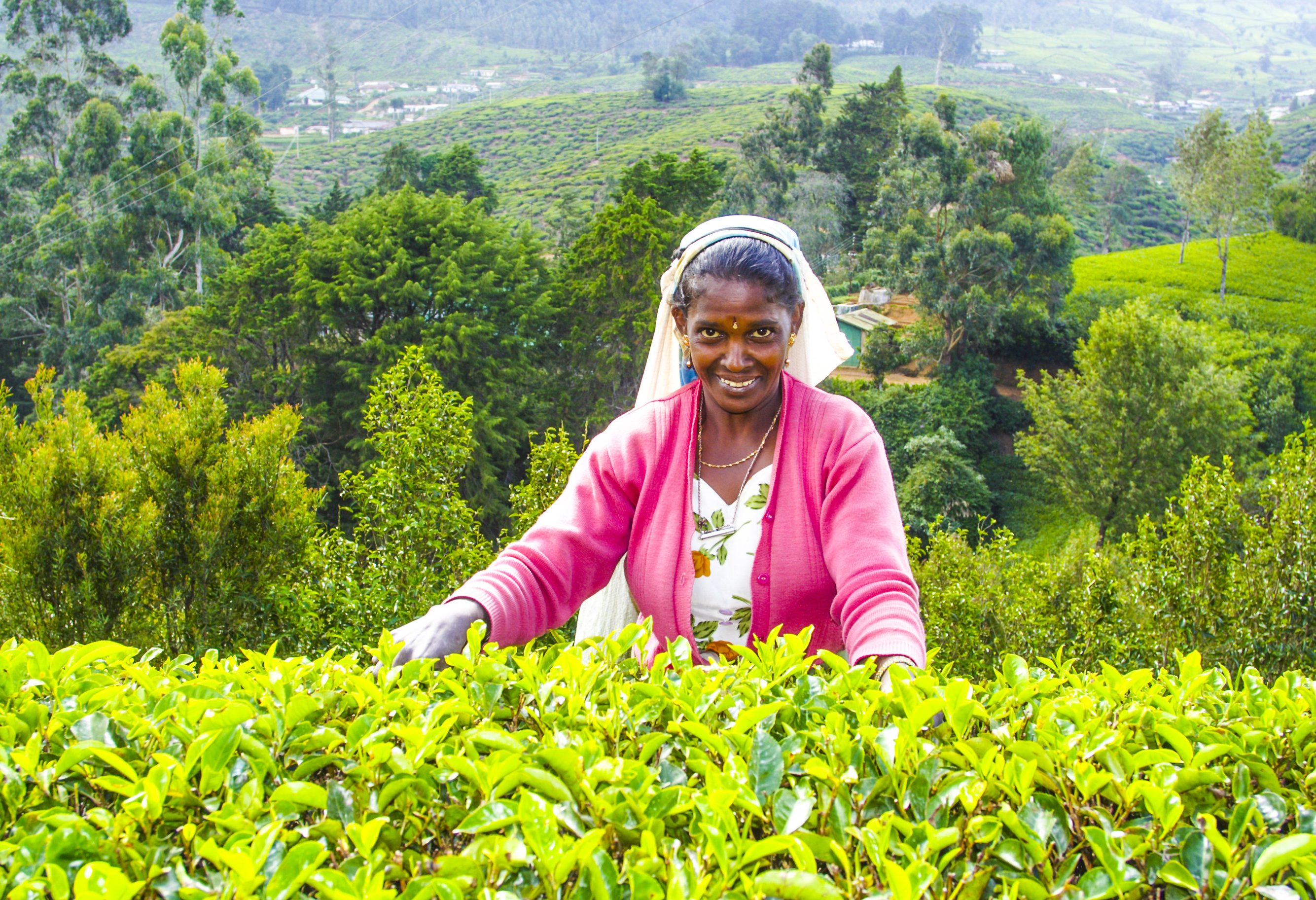 Theeplukster in Nuwara Eliya