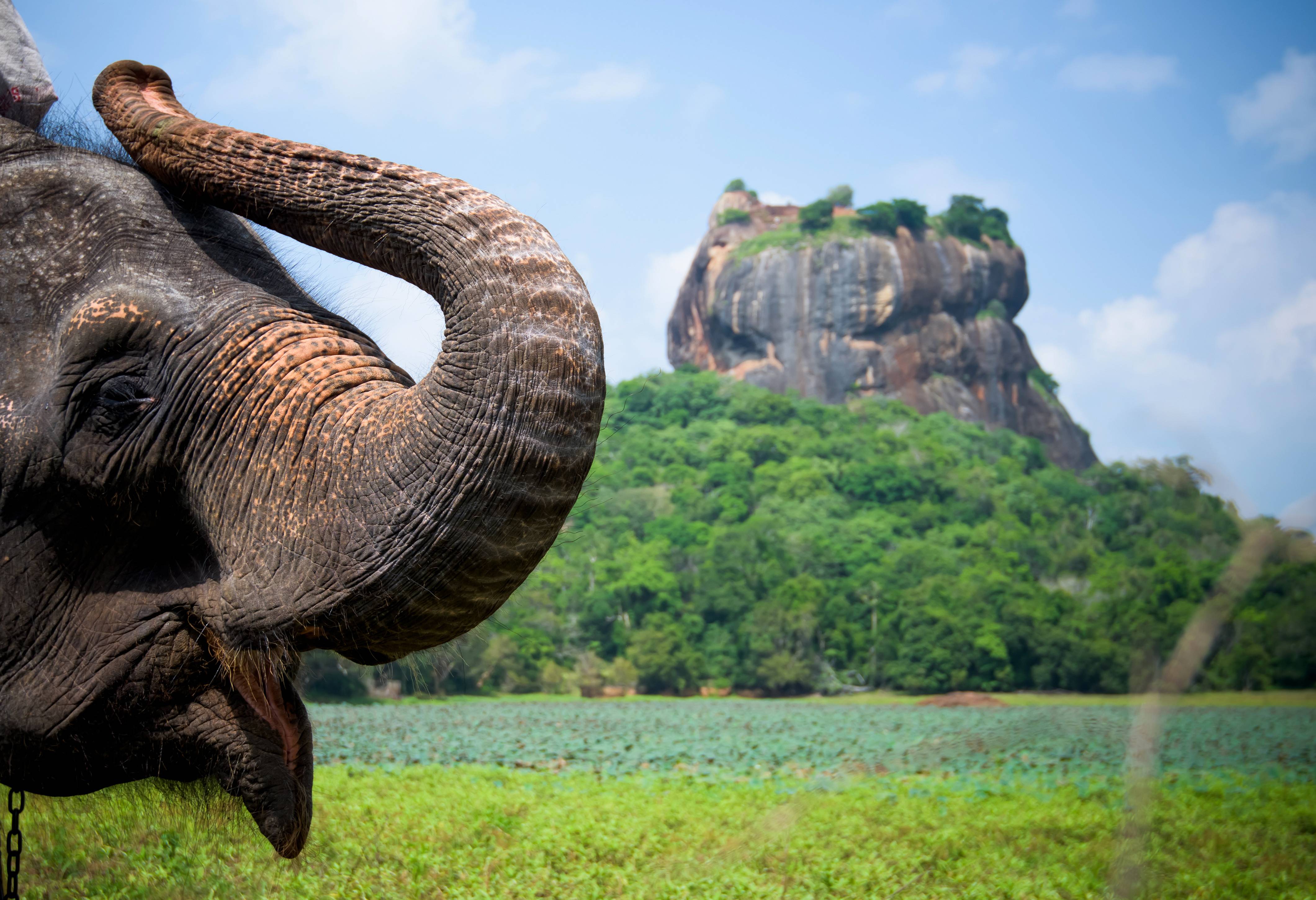 De leeuwenrots bij Sigiriya in Sri Lanka