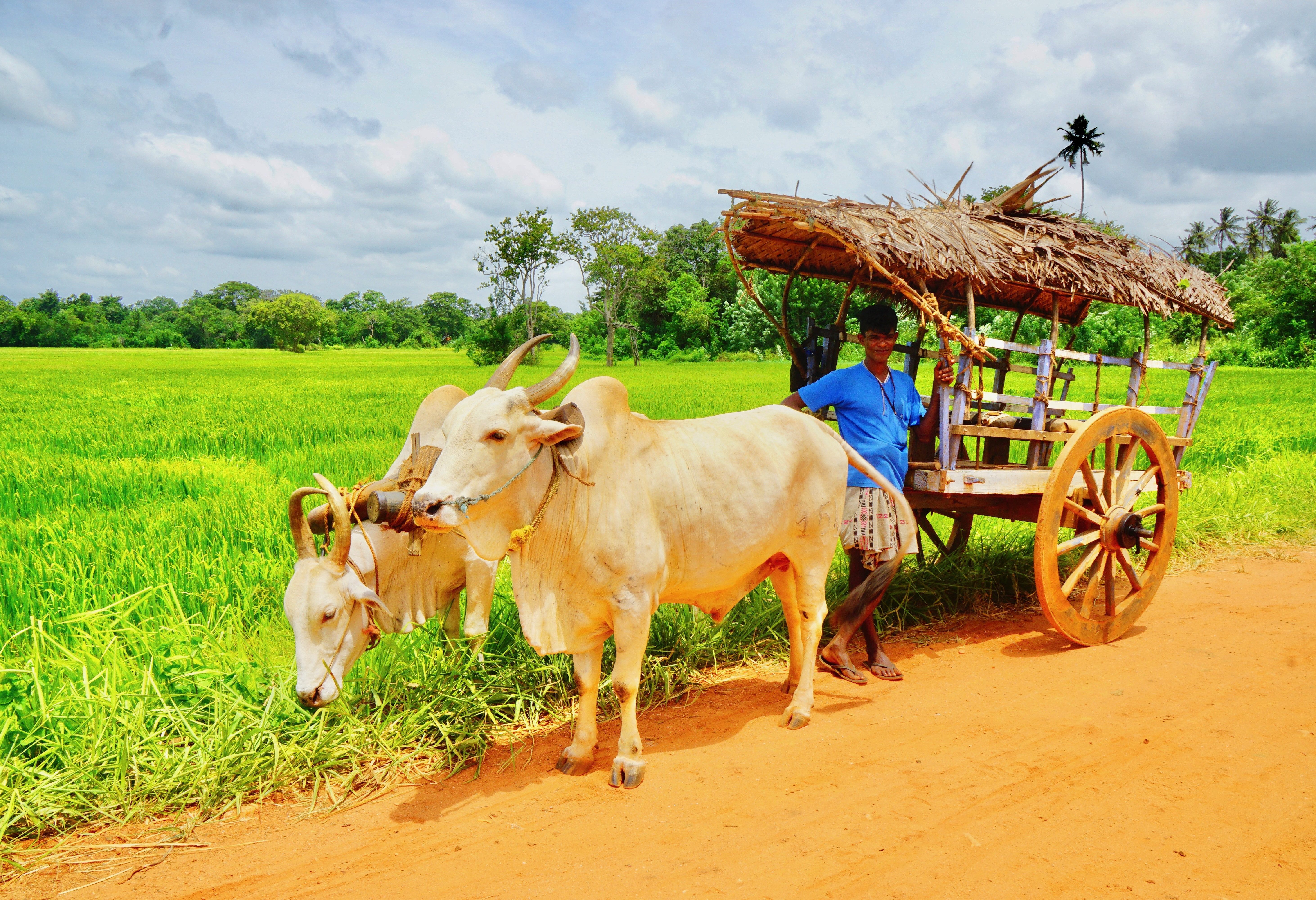 Ossewagen bij Habarana in Sri Lanka