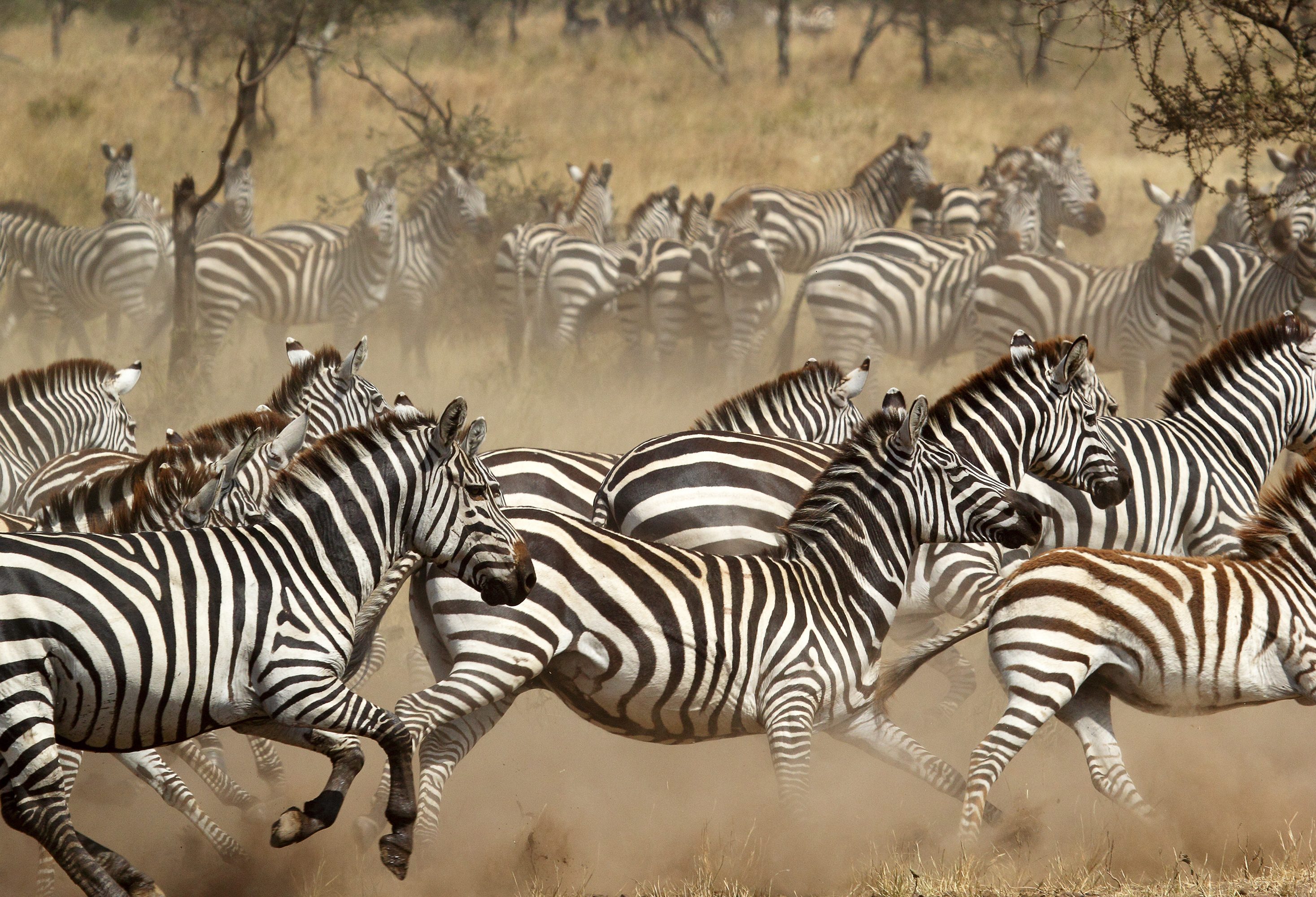 Kudde zebra's in het Serengeti National Park in Tanzania