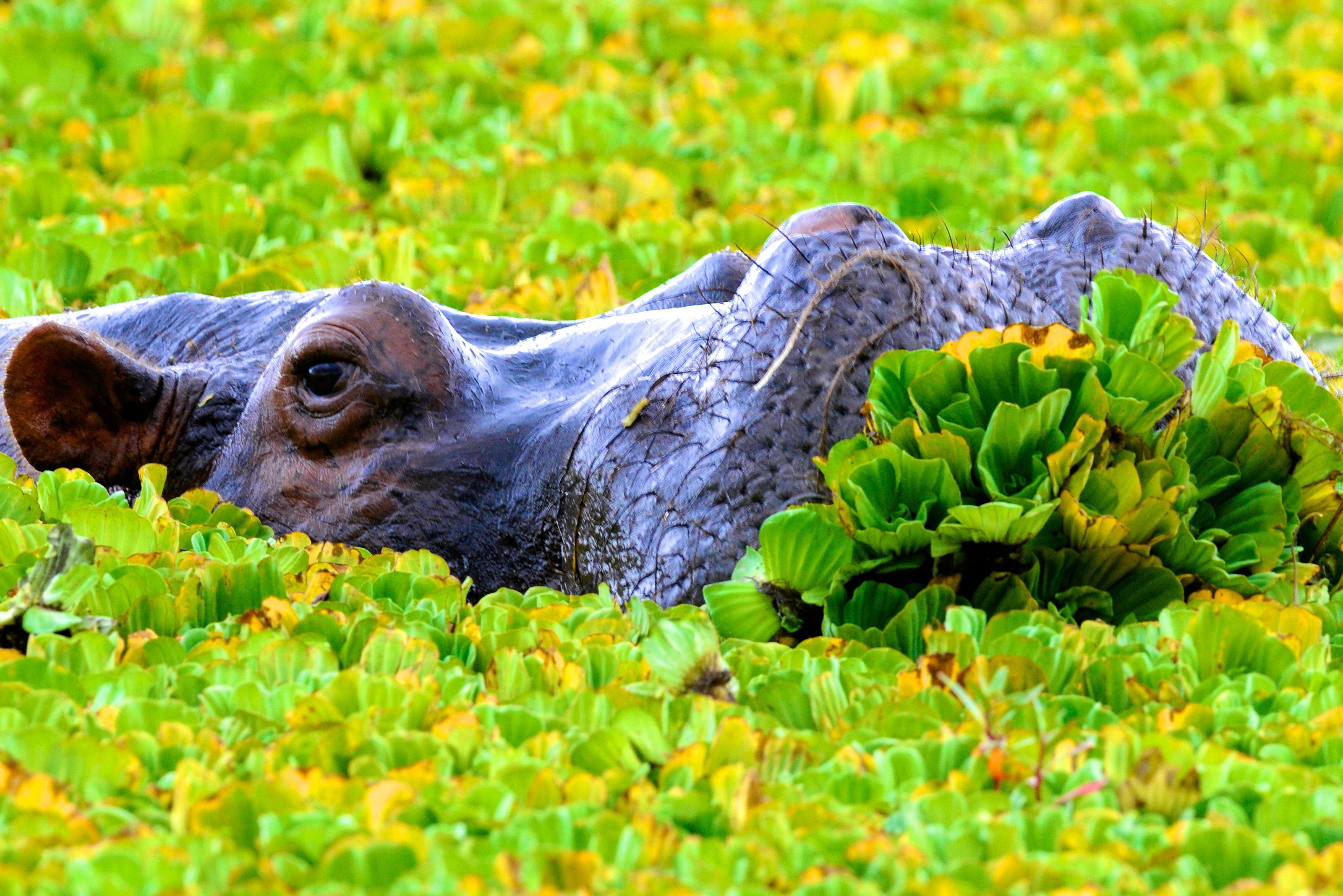 Nijlpaard in de Ngorongoro krater in Tanzania
