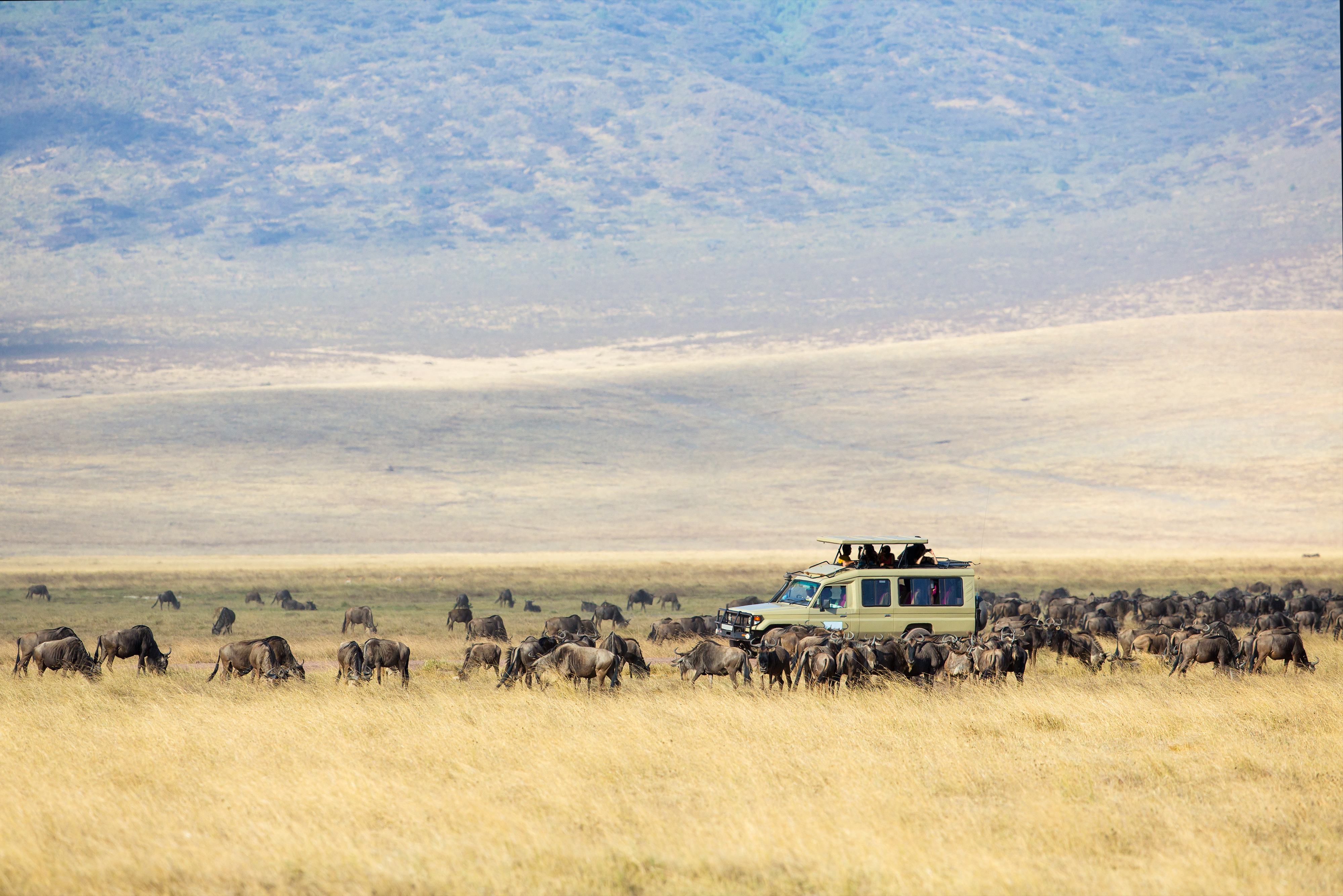 Op safari in de Ngorongoro krater in Tanzania