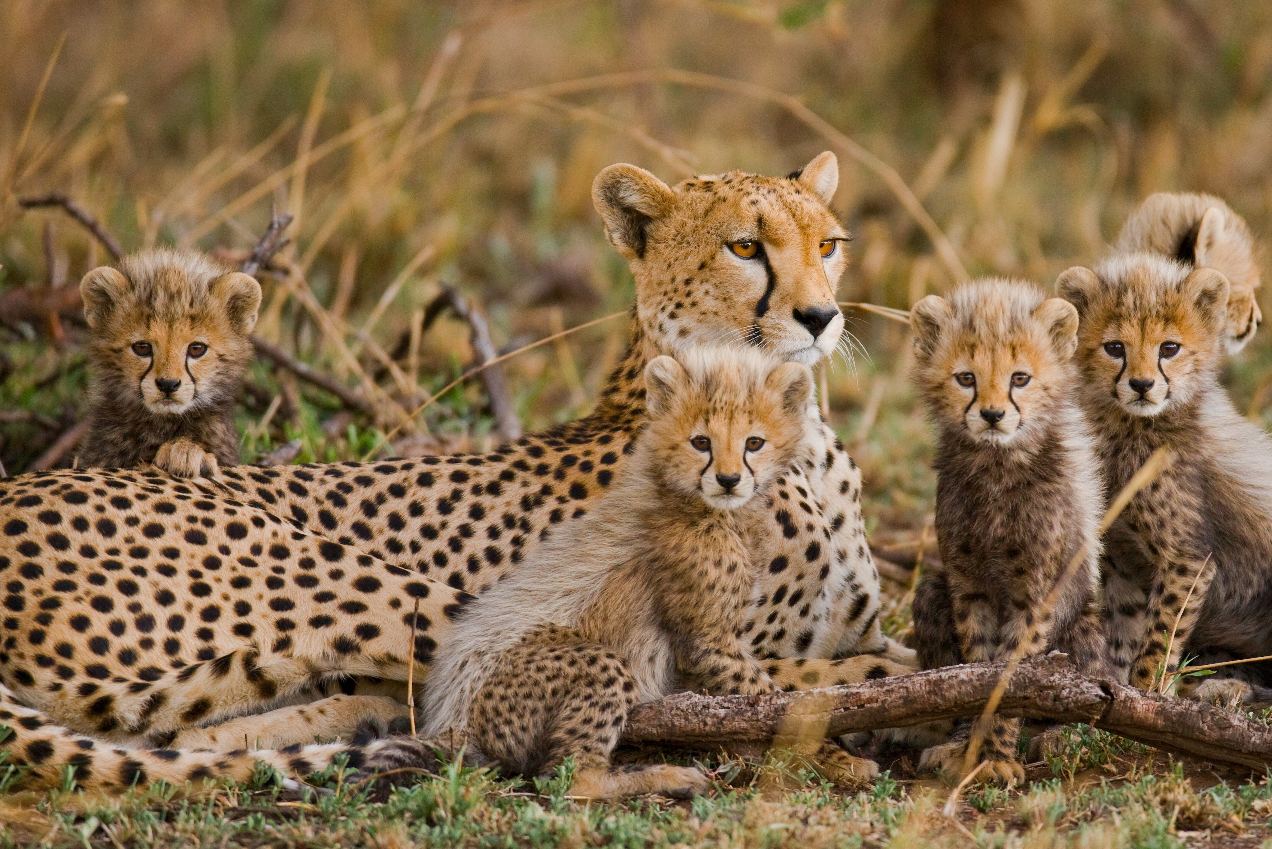 Jachtluipaard met jonkies in de Serengeti in Tanzania
