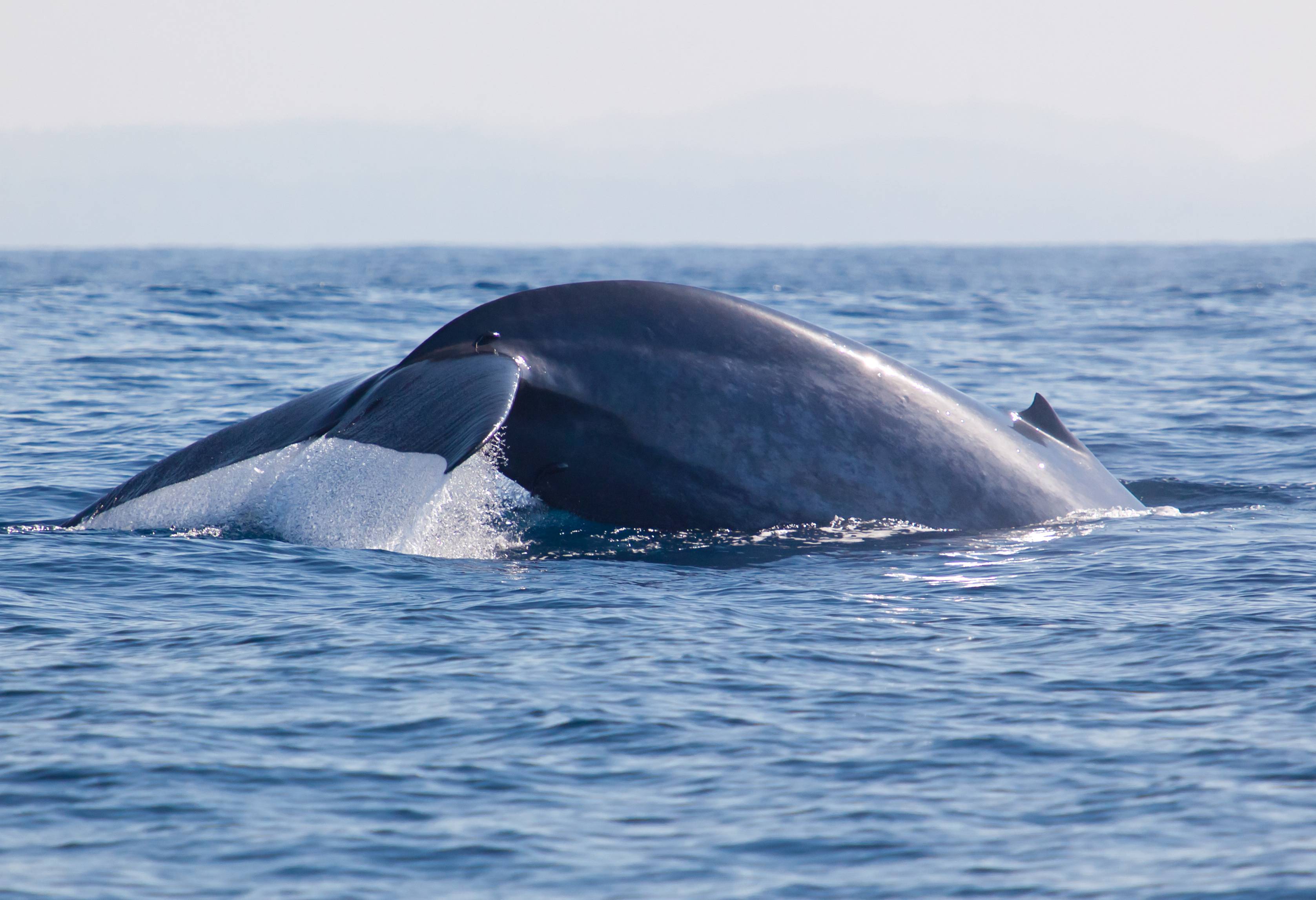 Walvis bij Mirissa in Sri Lanka