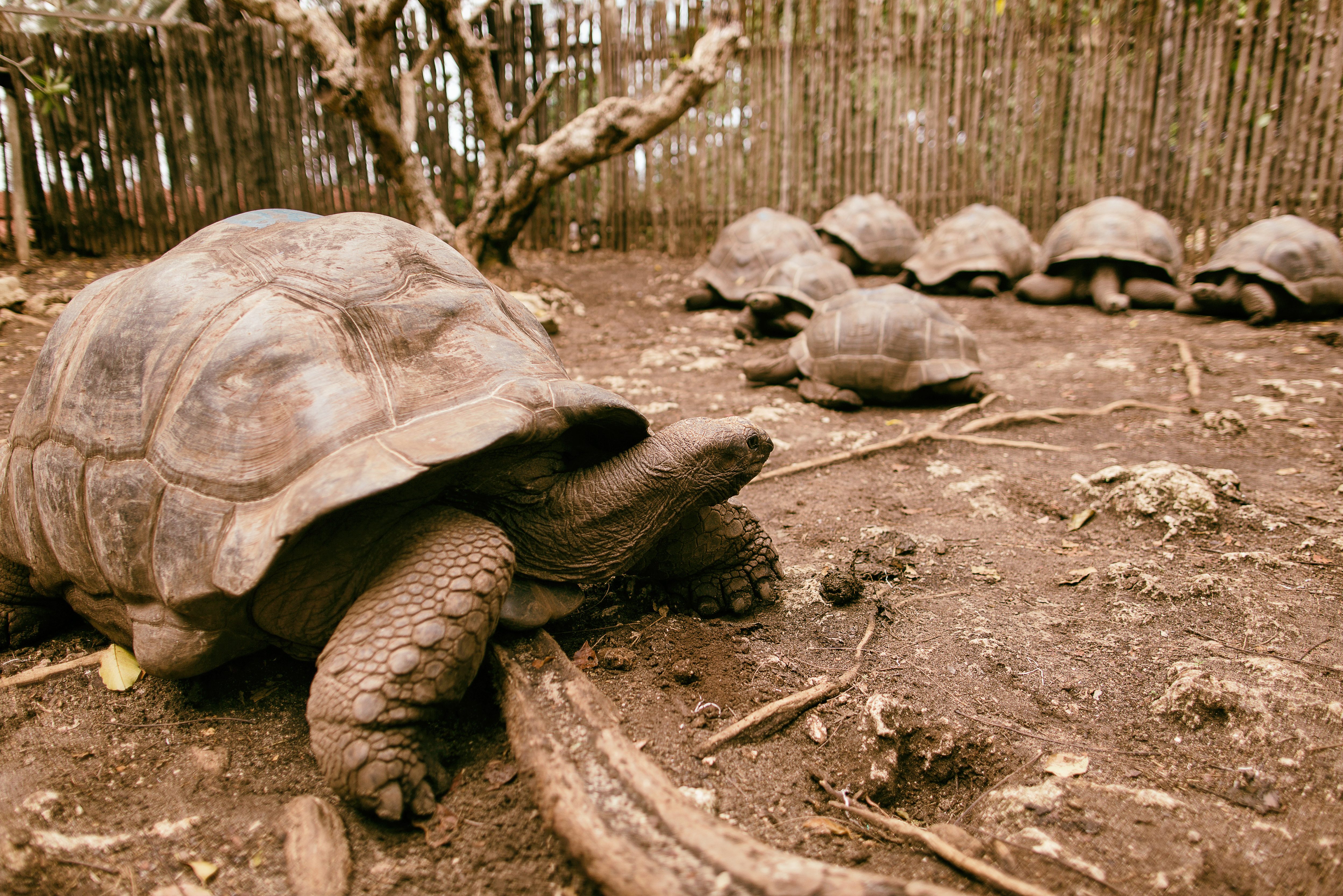 Aldabra Giant Tortoise op Prison Island bij Zanzibar
