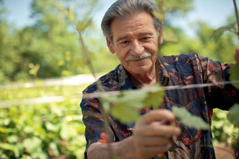 Wijngaard Niagara on the Lake