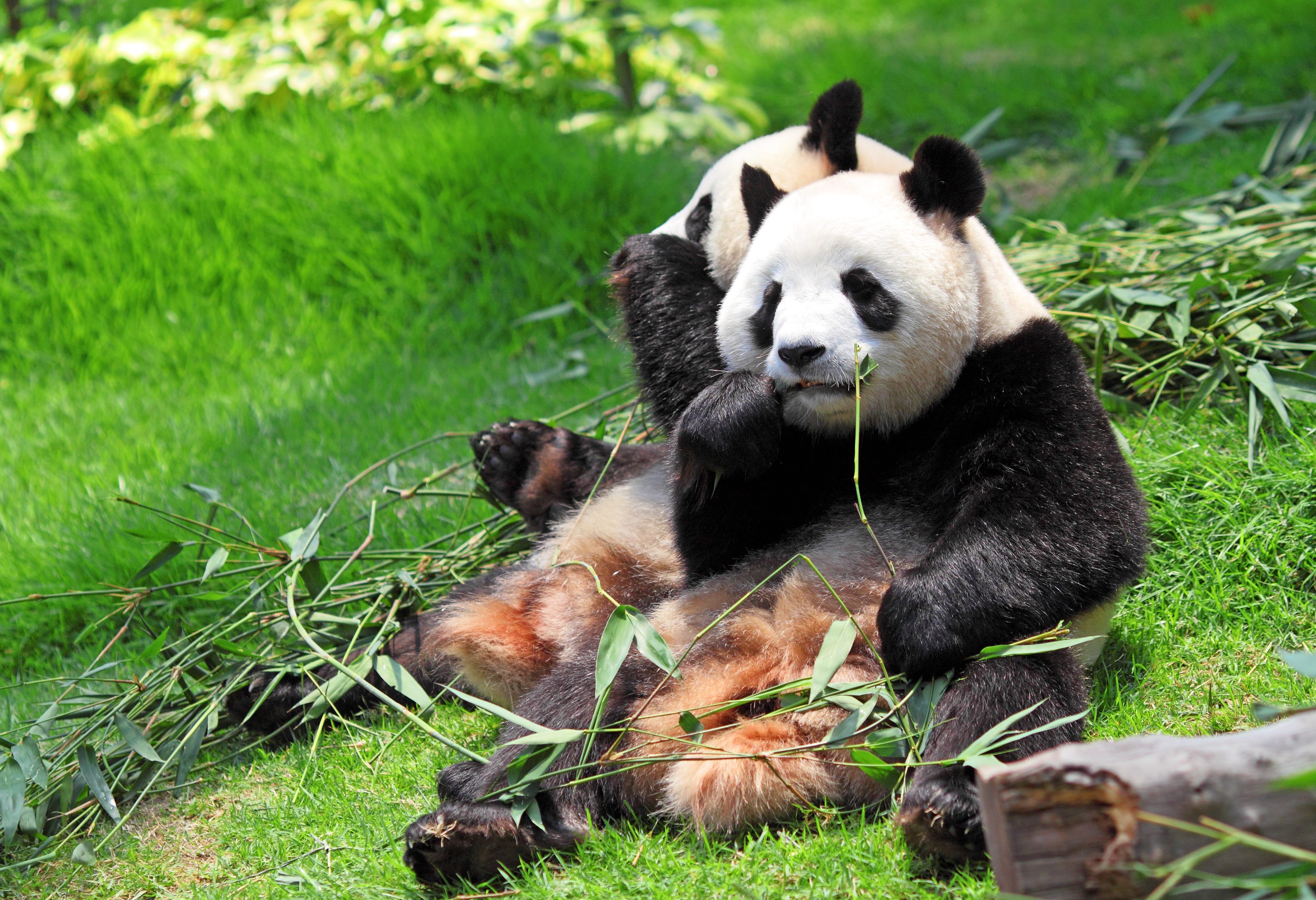 Bamboe etende panda's in Chengdu