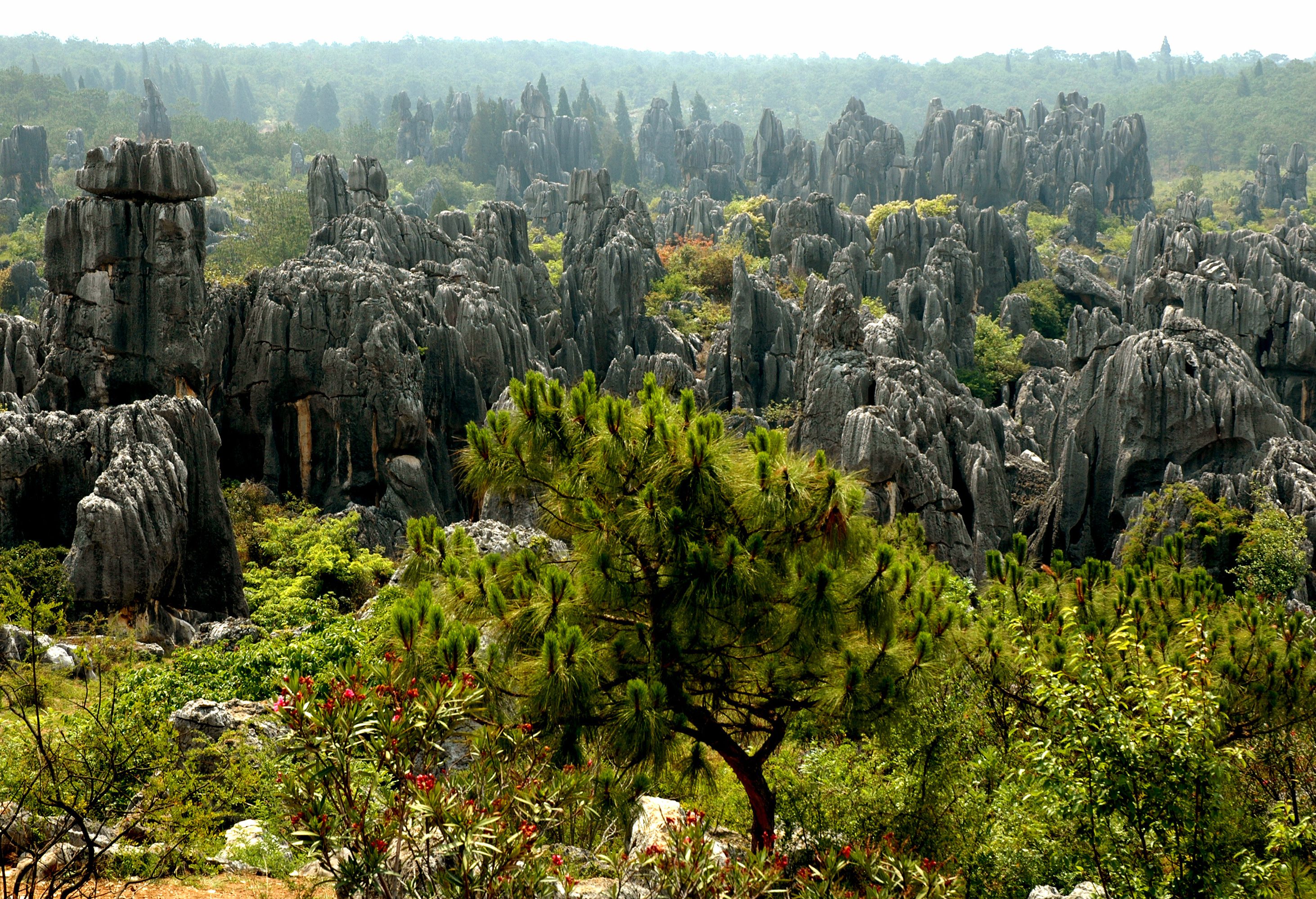 Het Stenen Woud bij Kunming in Yunnan