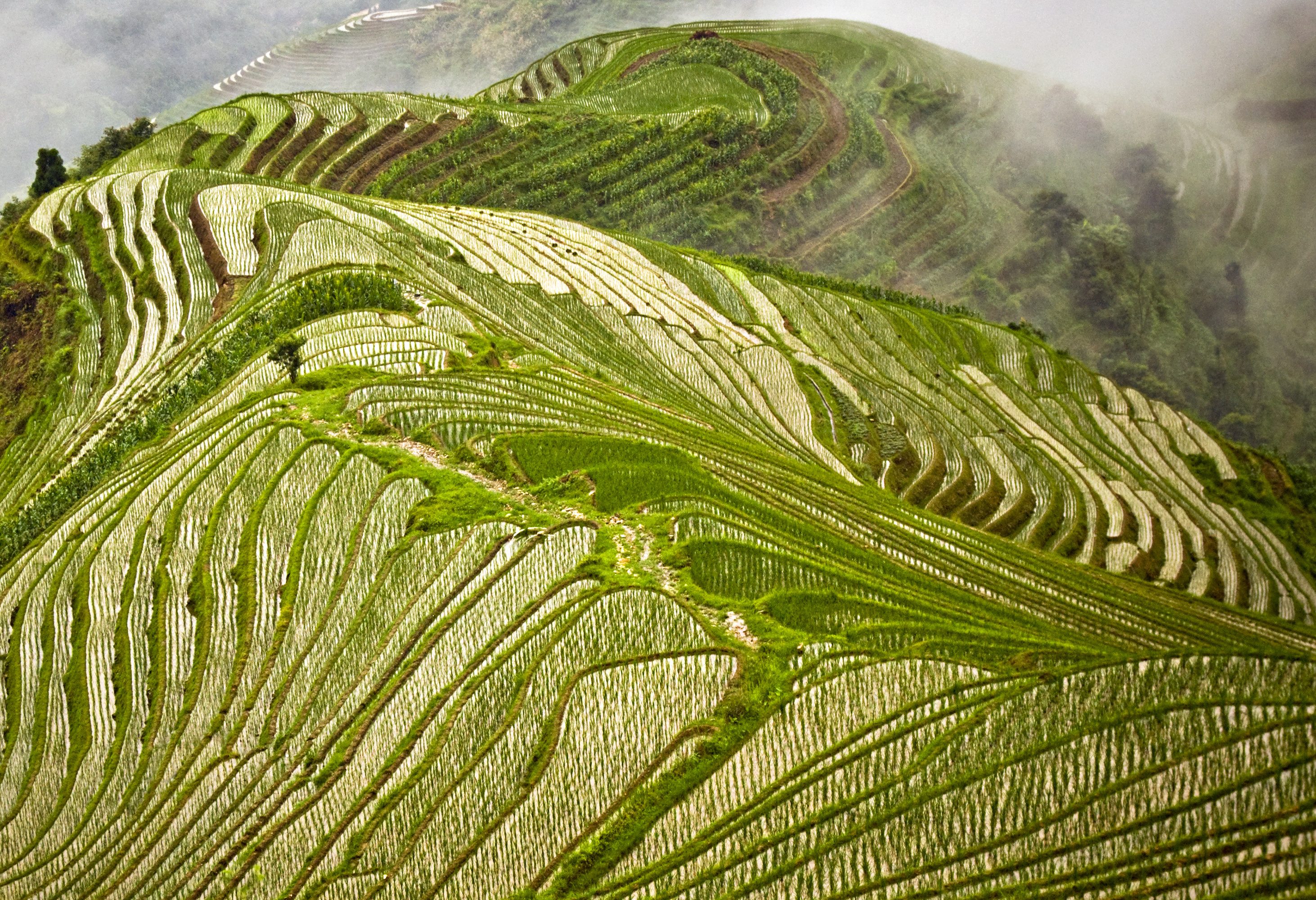 Drakensrug rijstvelden bij Pingan