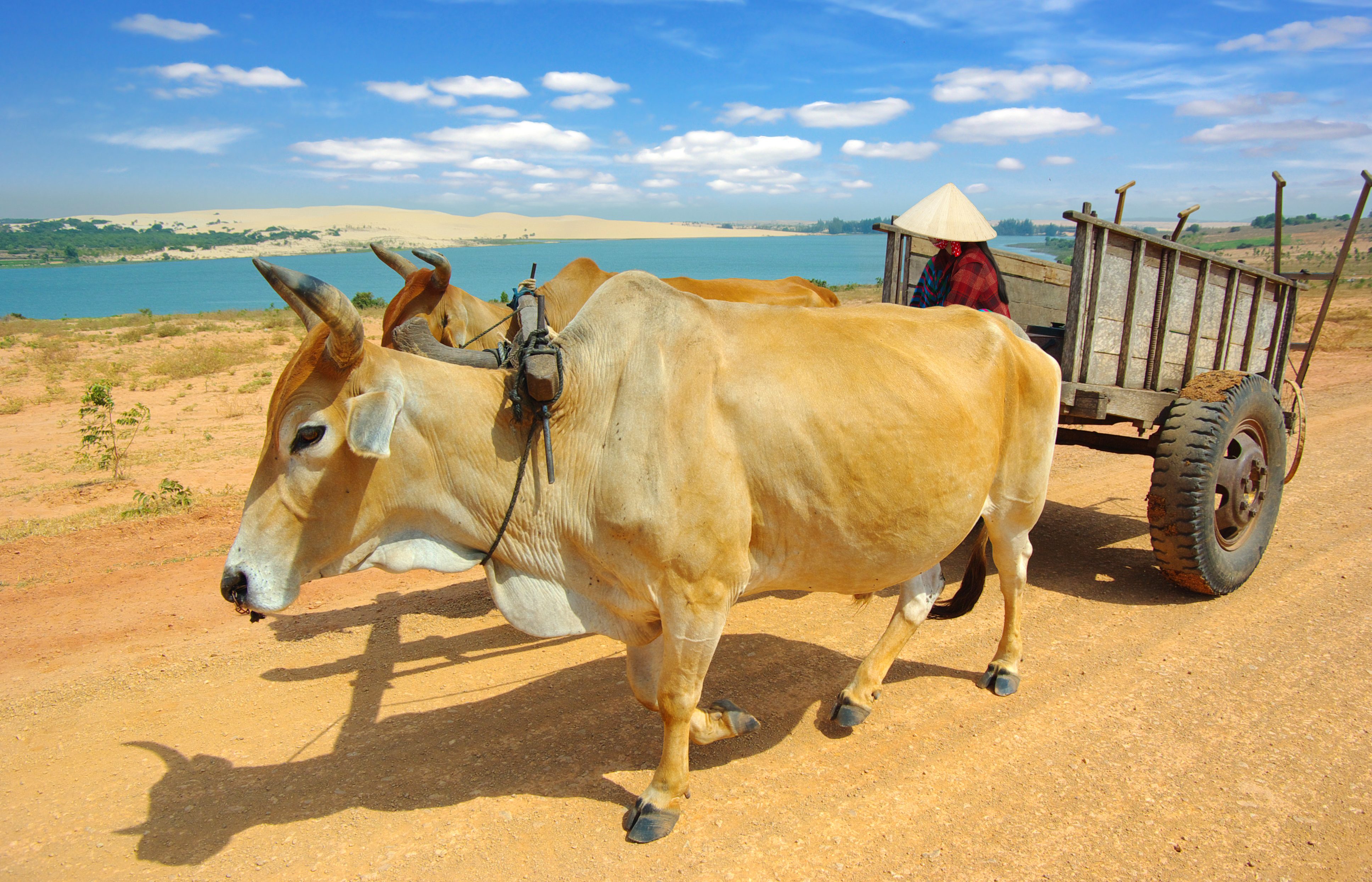 Zandduinen van Mui ne