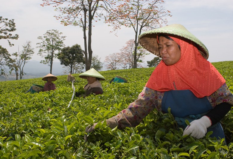 Thee plukken rondom Bogor en Bandung