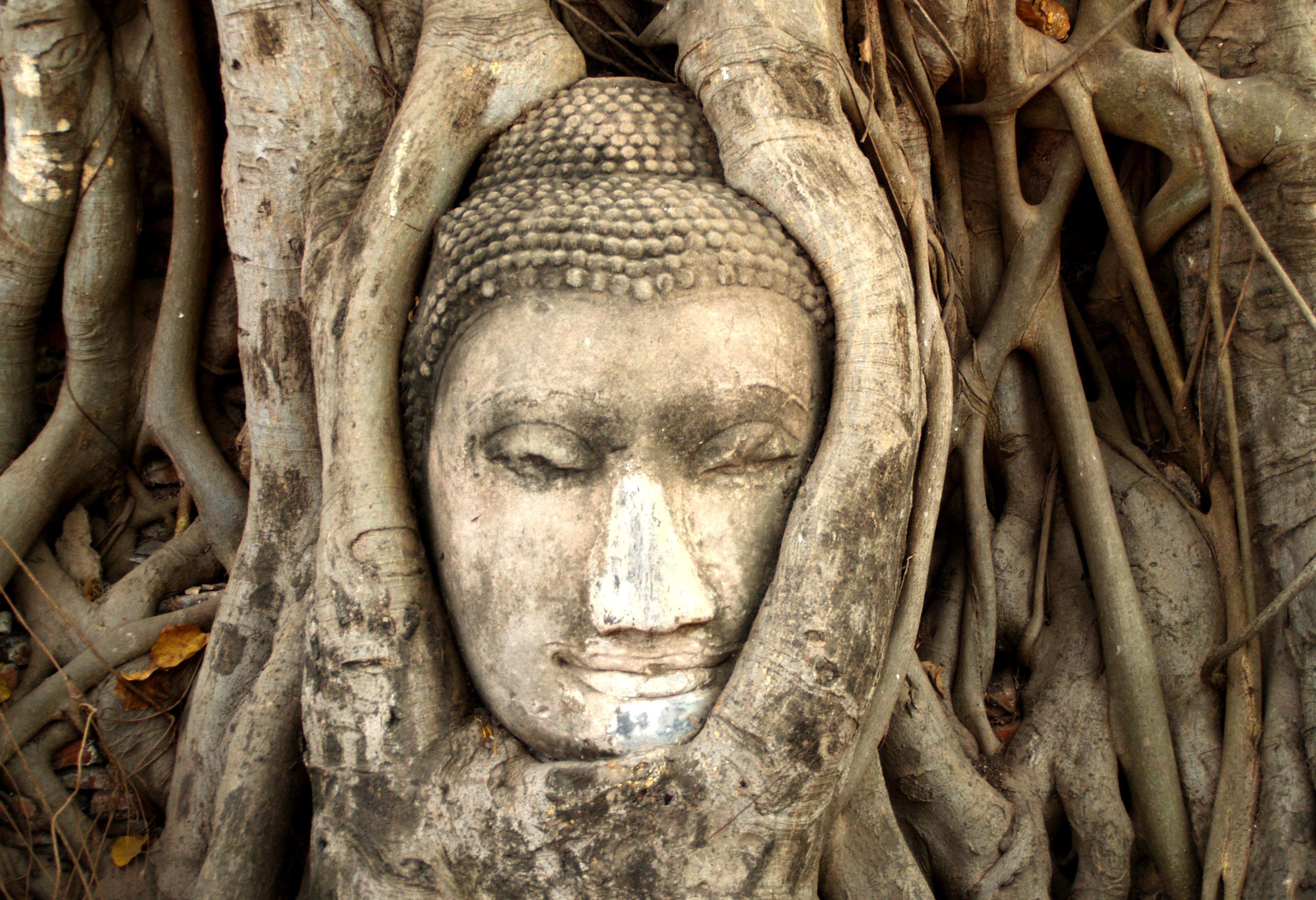 Hoofd van boeddhabeeld omgeven door boomwortels in Ayutthaya in Thailand