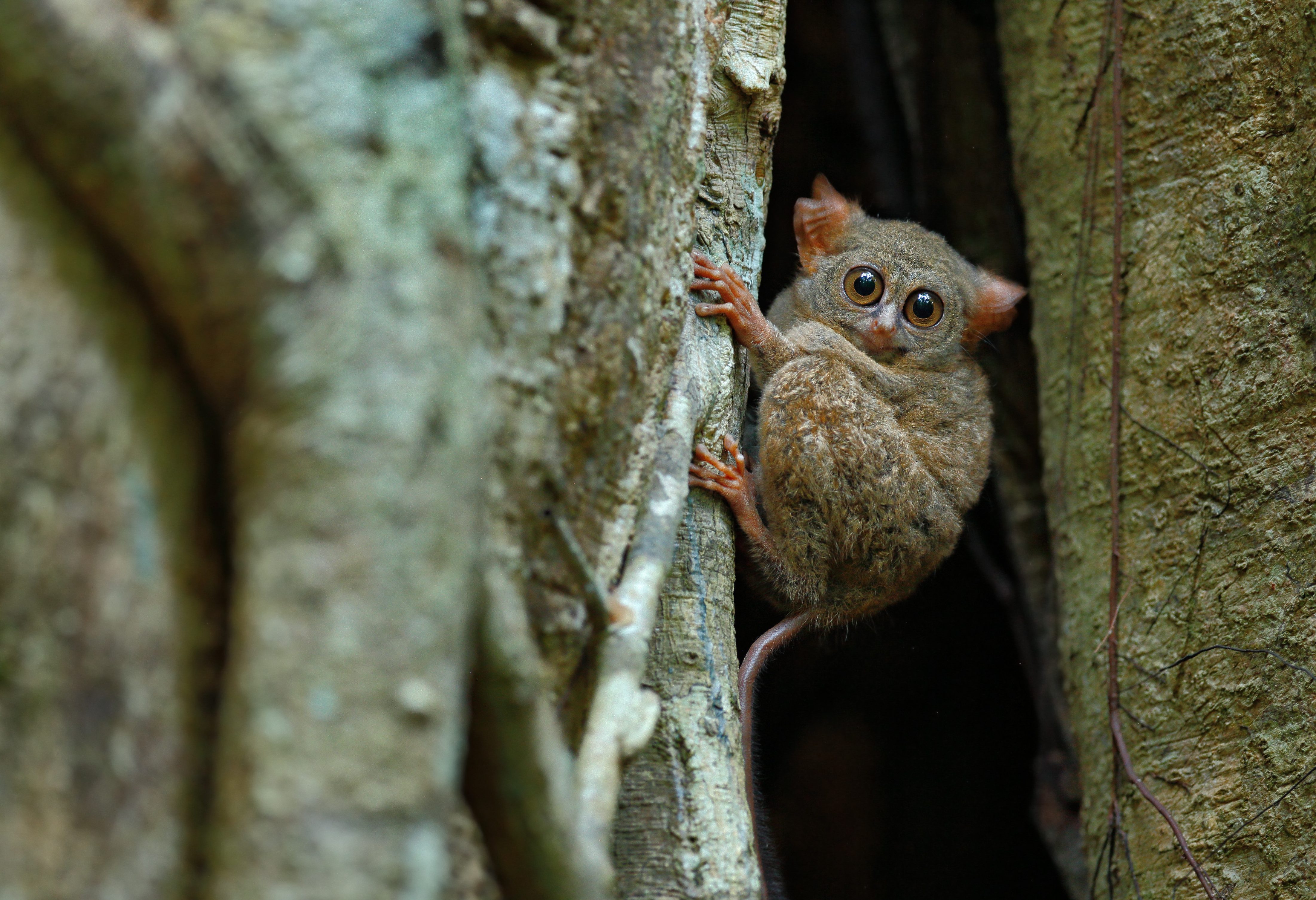 Tarsius aapje Sulawesi