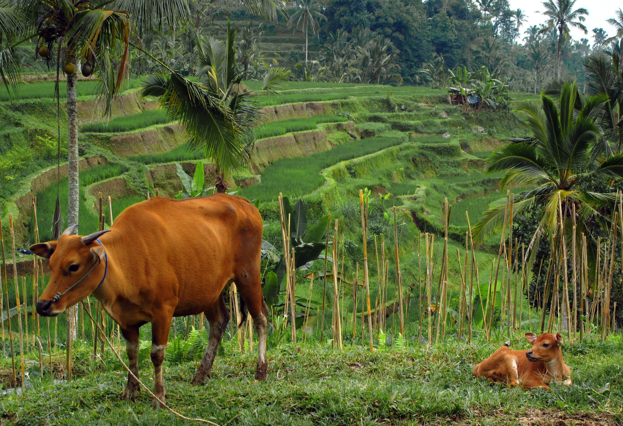 Tabanan platteland Bali