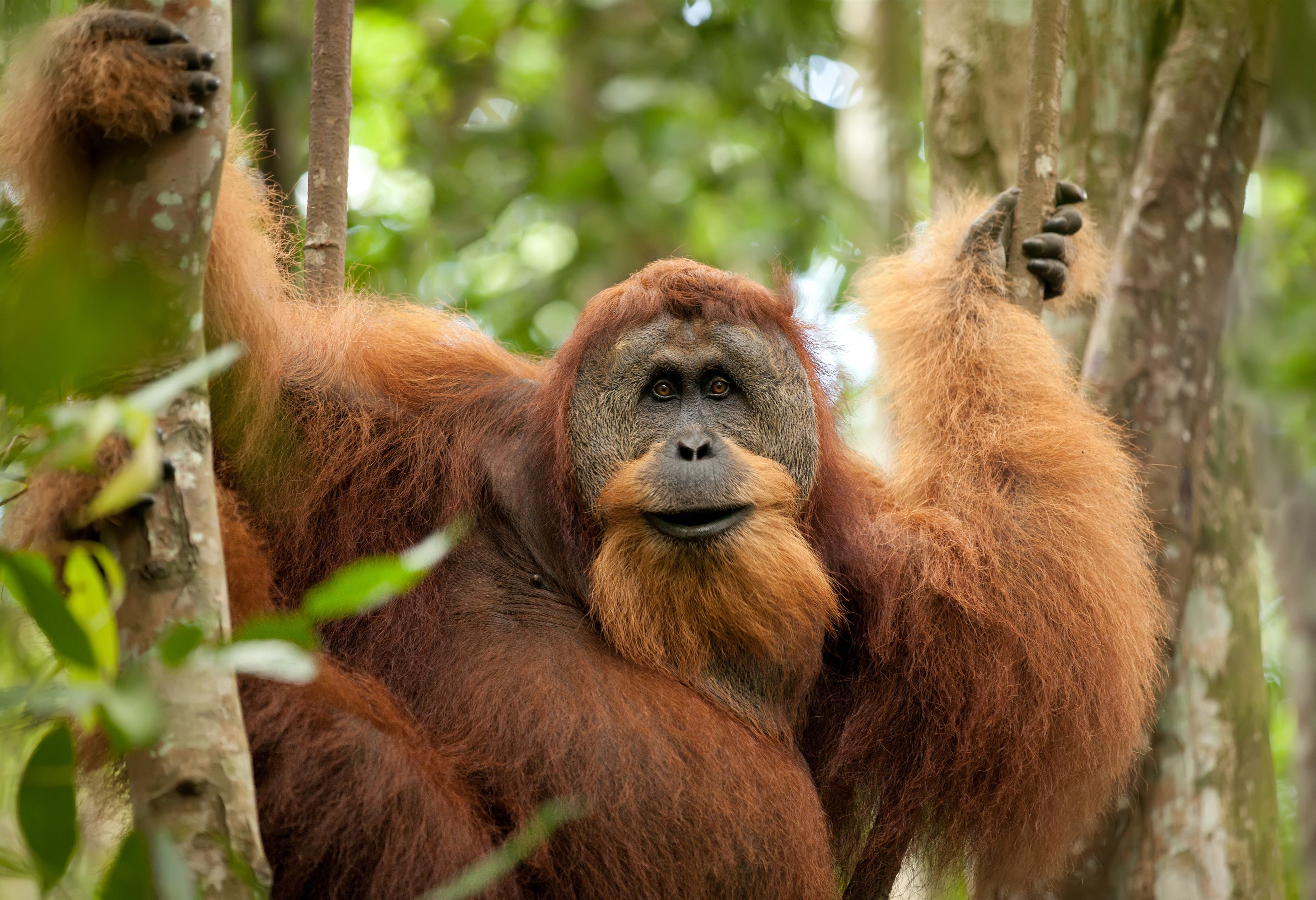 Orang-oetan Bukit Lawang Sumatra