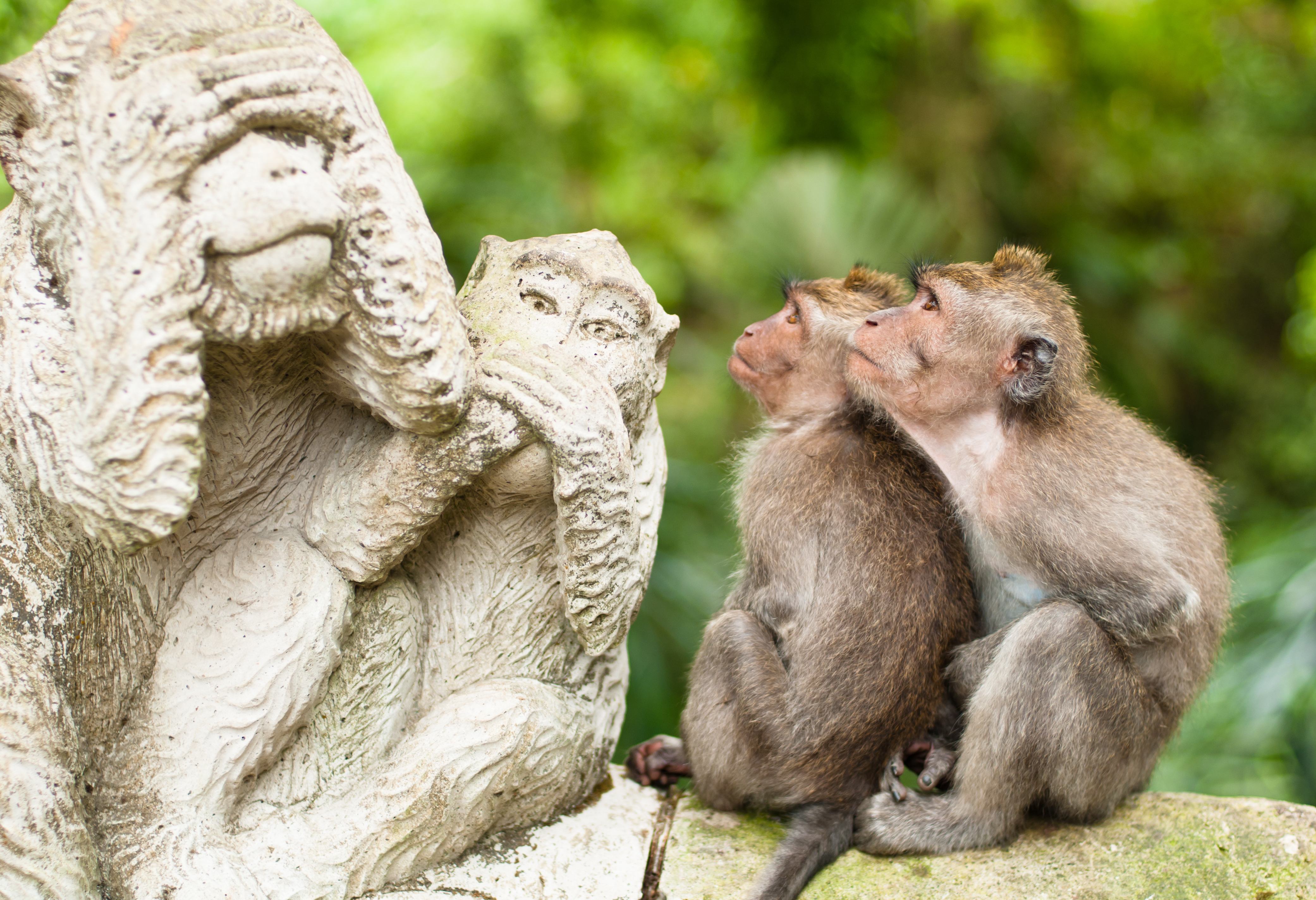 Monkey Forest Ubud Bali