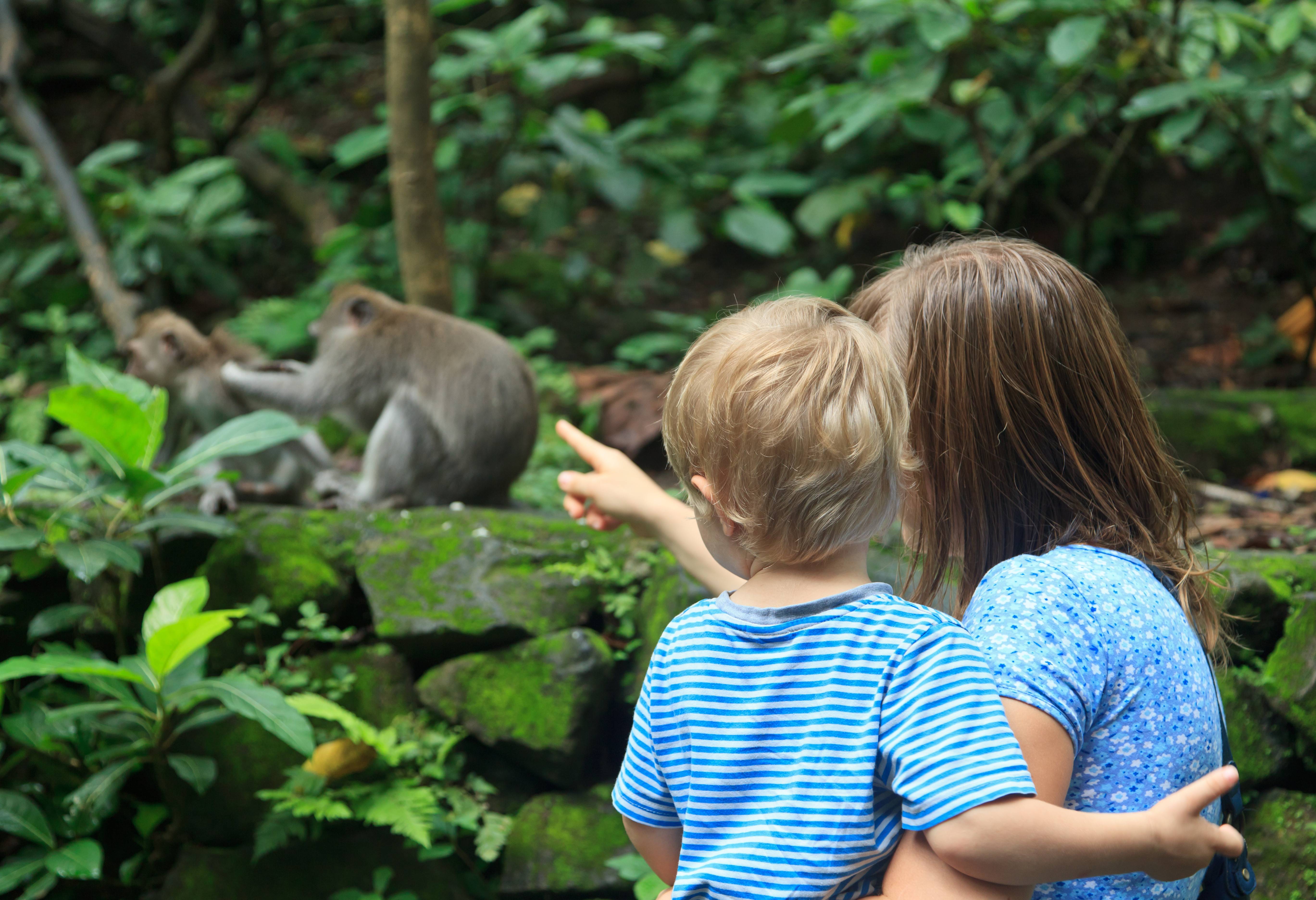 Monkey Forest Ubud Bali