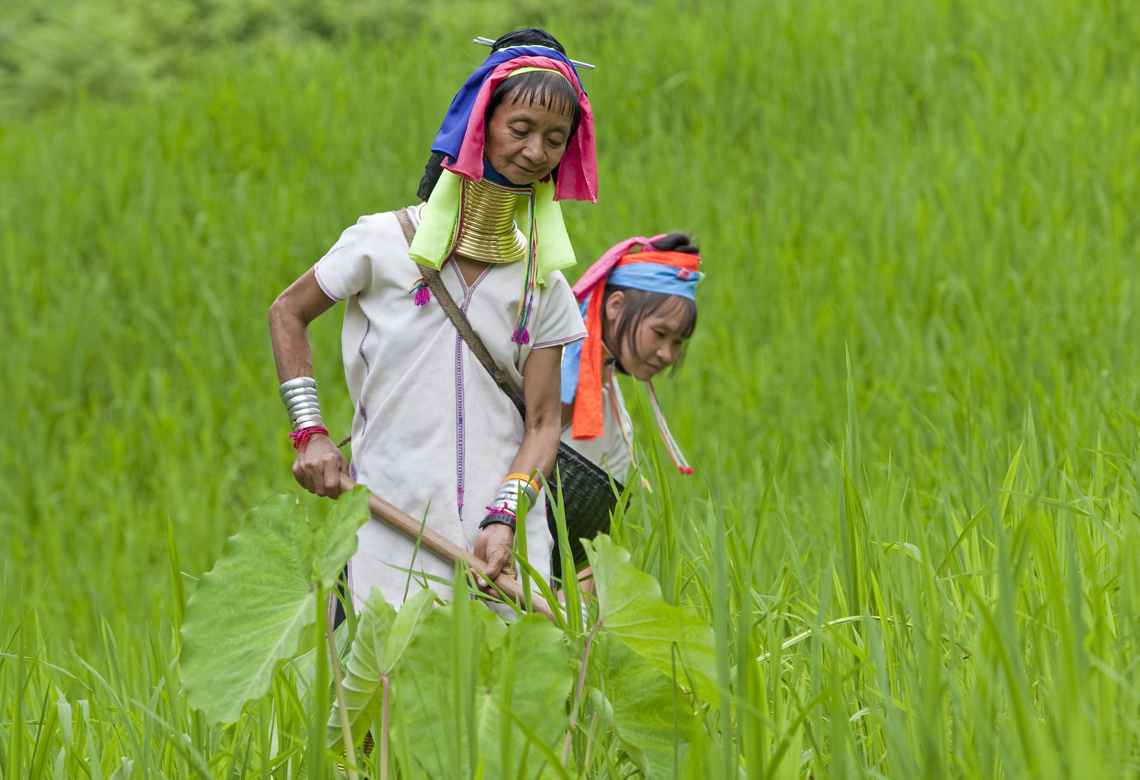 Vrouwen van de Padaung, Karen stam, in Noord-Thailand