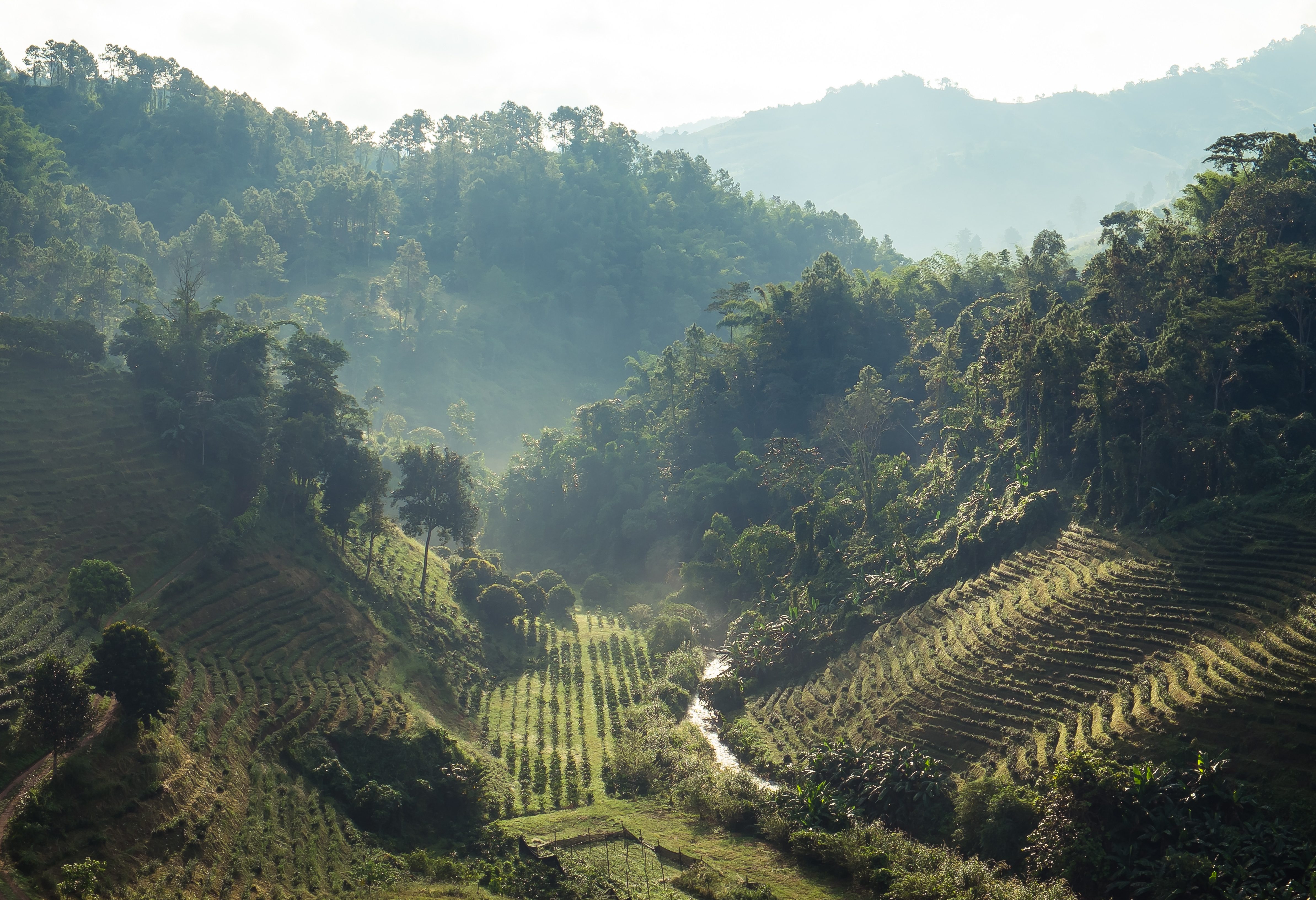 Doi Mae Salong theeplantage in de regio Chiang Rai in Thailand