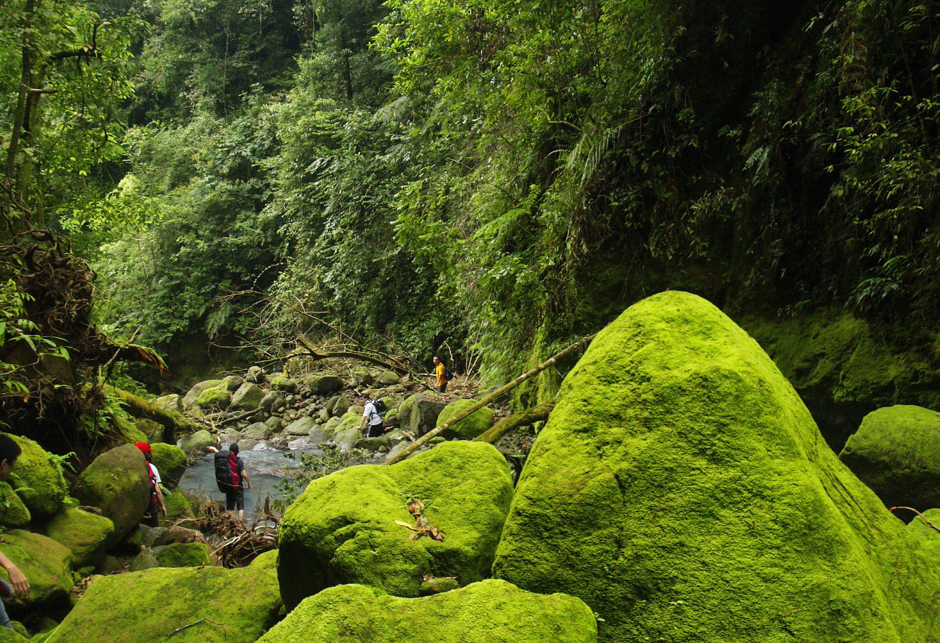 Jungle trekking Gunung Leuser National Park Sumatra