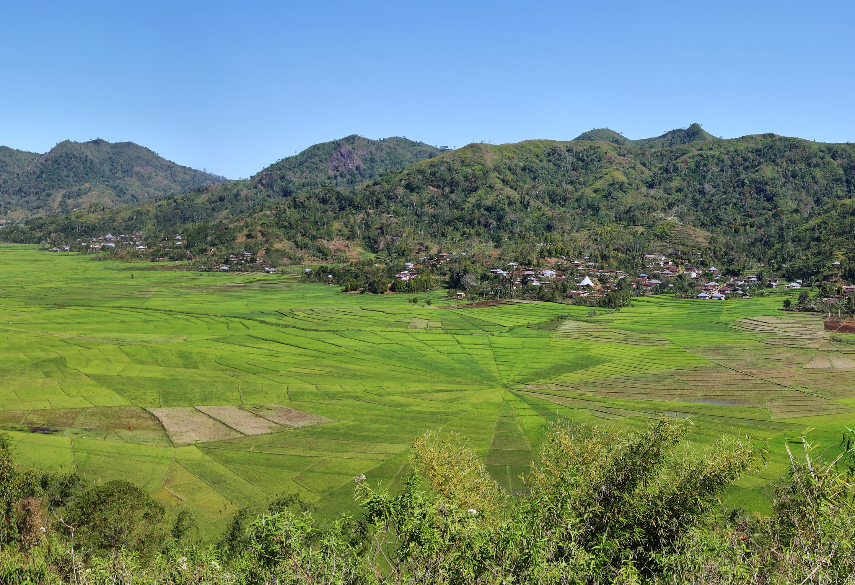 Spinneweb rijstvelden op Flores