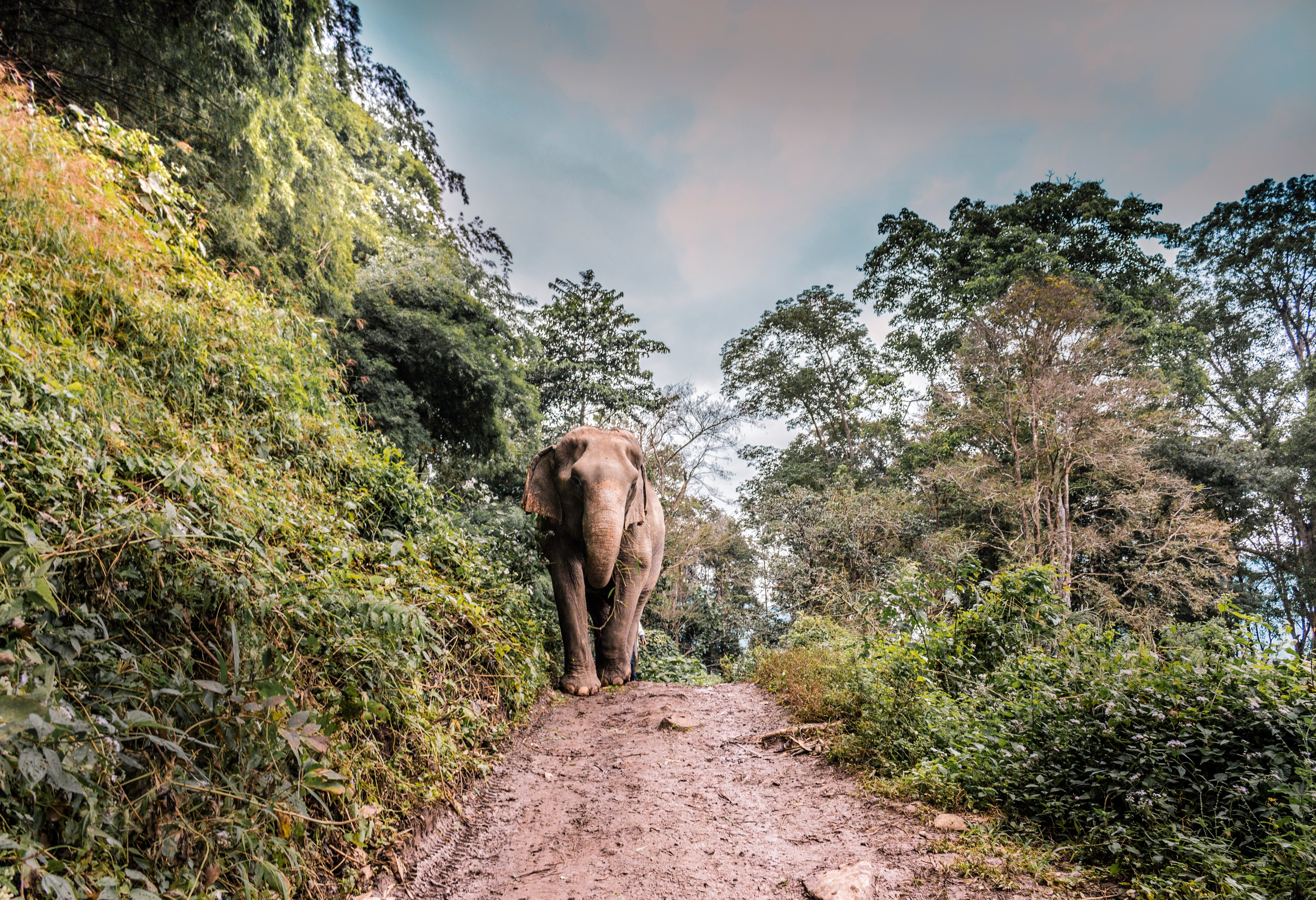 Olifant in het Elephant Nature Park nabij Chiang Mai in Thailand