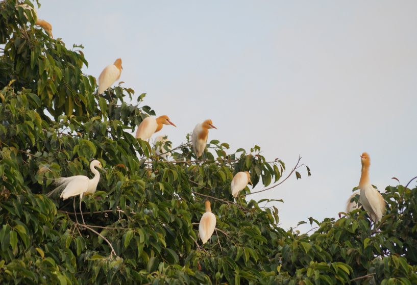 Witte reigers bij Petulu op Bali