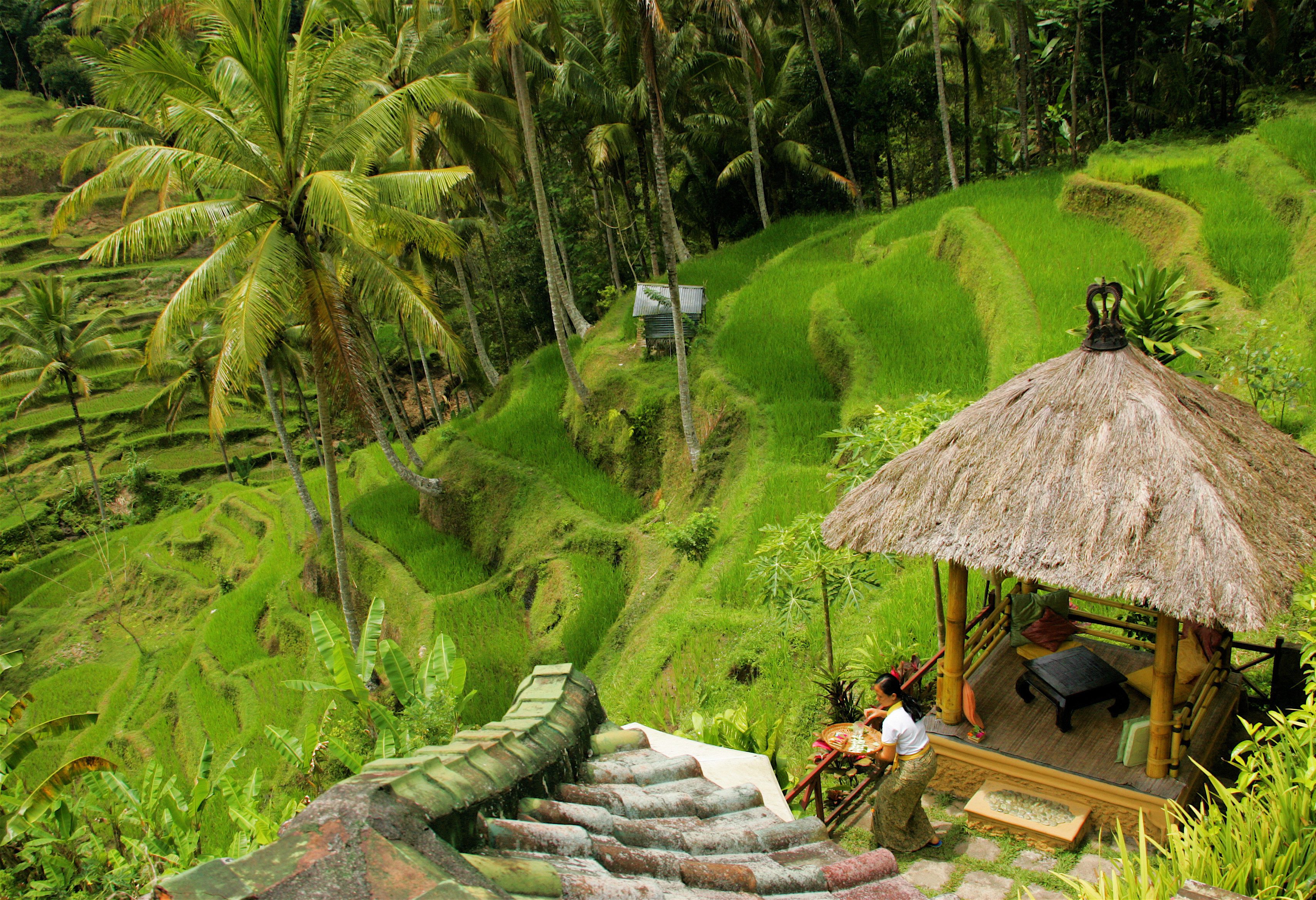 rijstvelden bij Ubud Bali