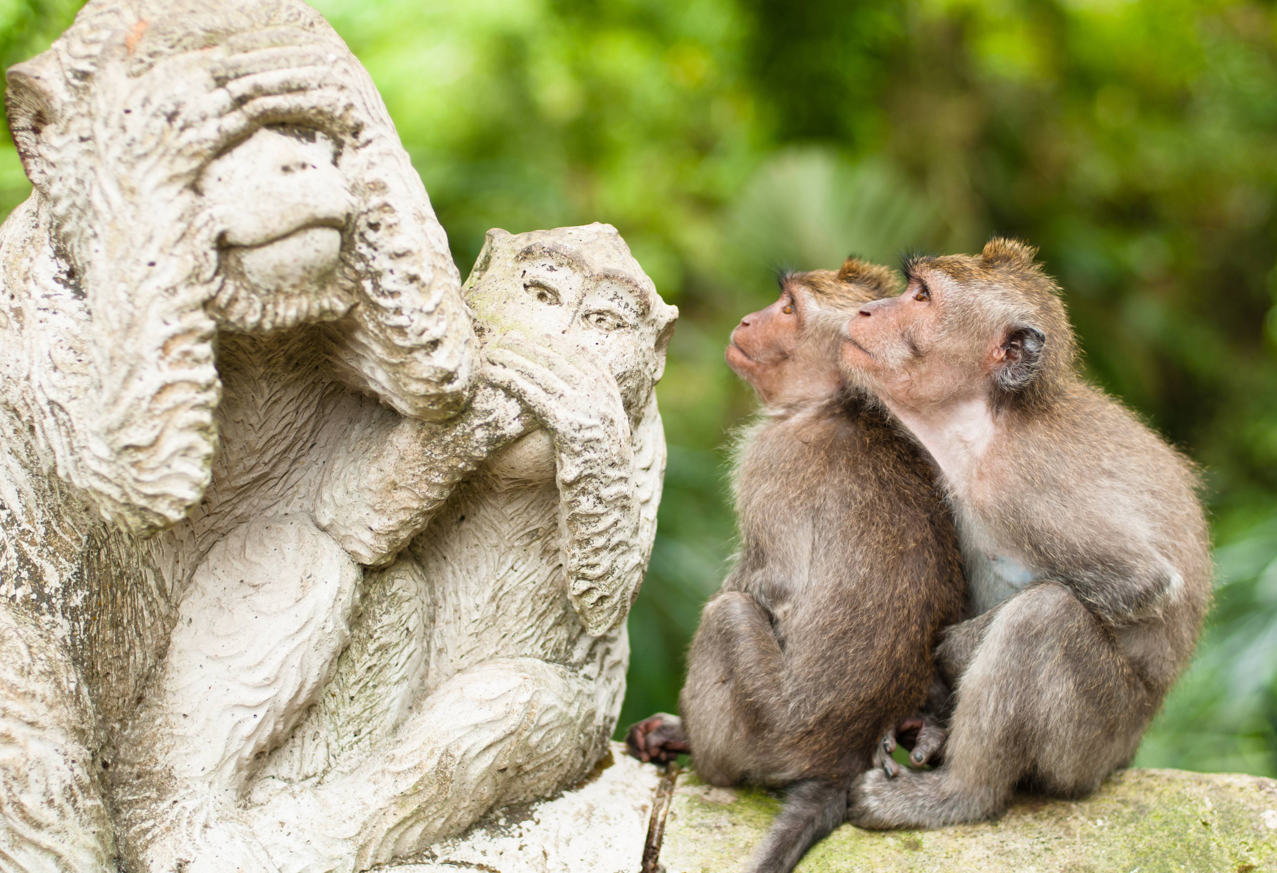 Monkey Forest Ubud Bali