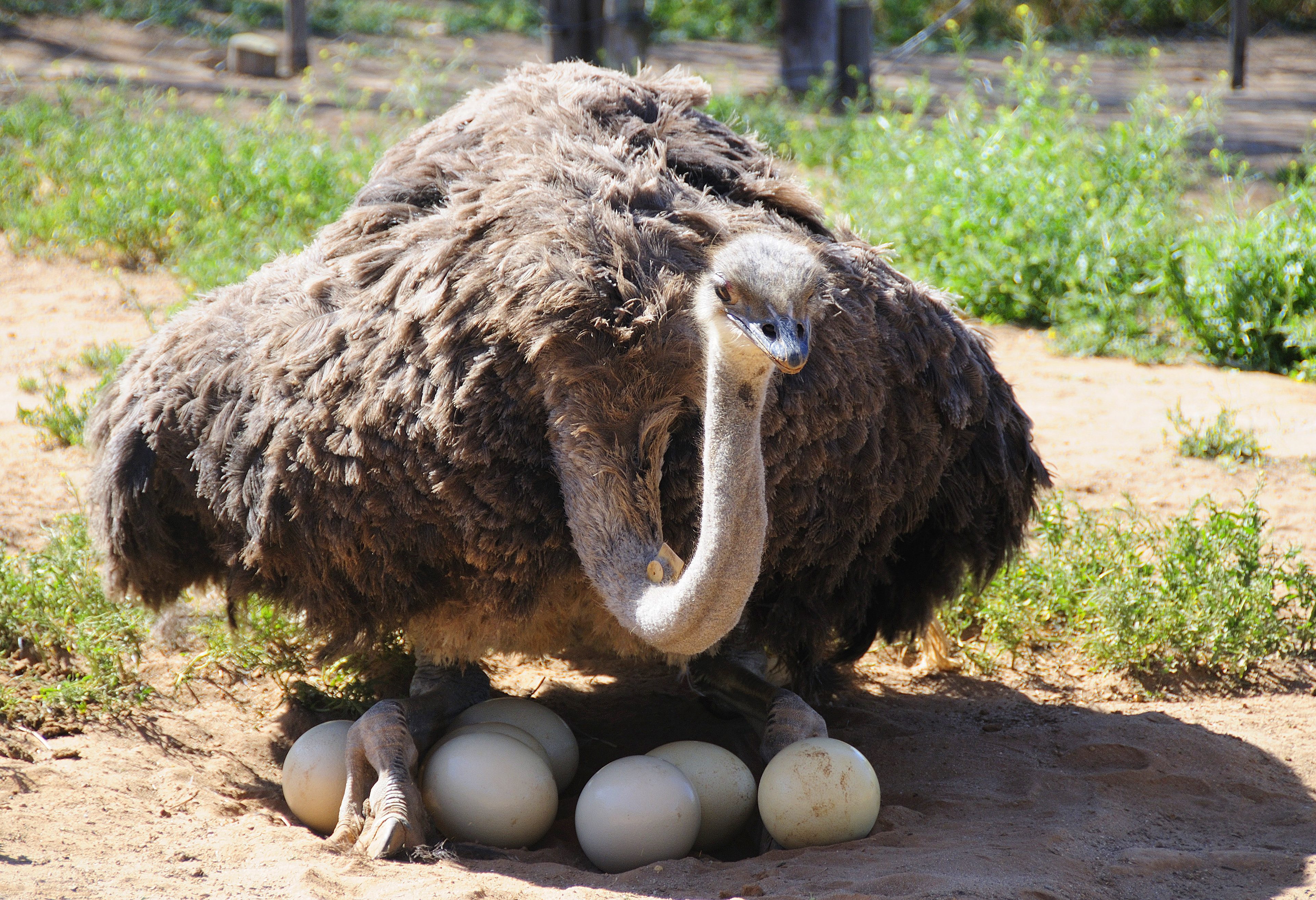 Struisvogel en zijn eieren in Oudtshoorn in Zuid-Afrika