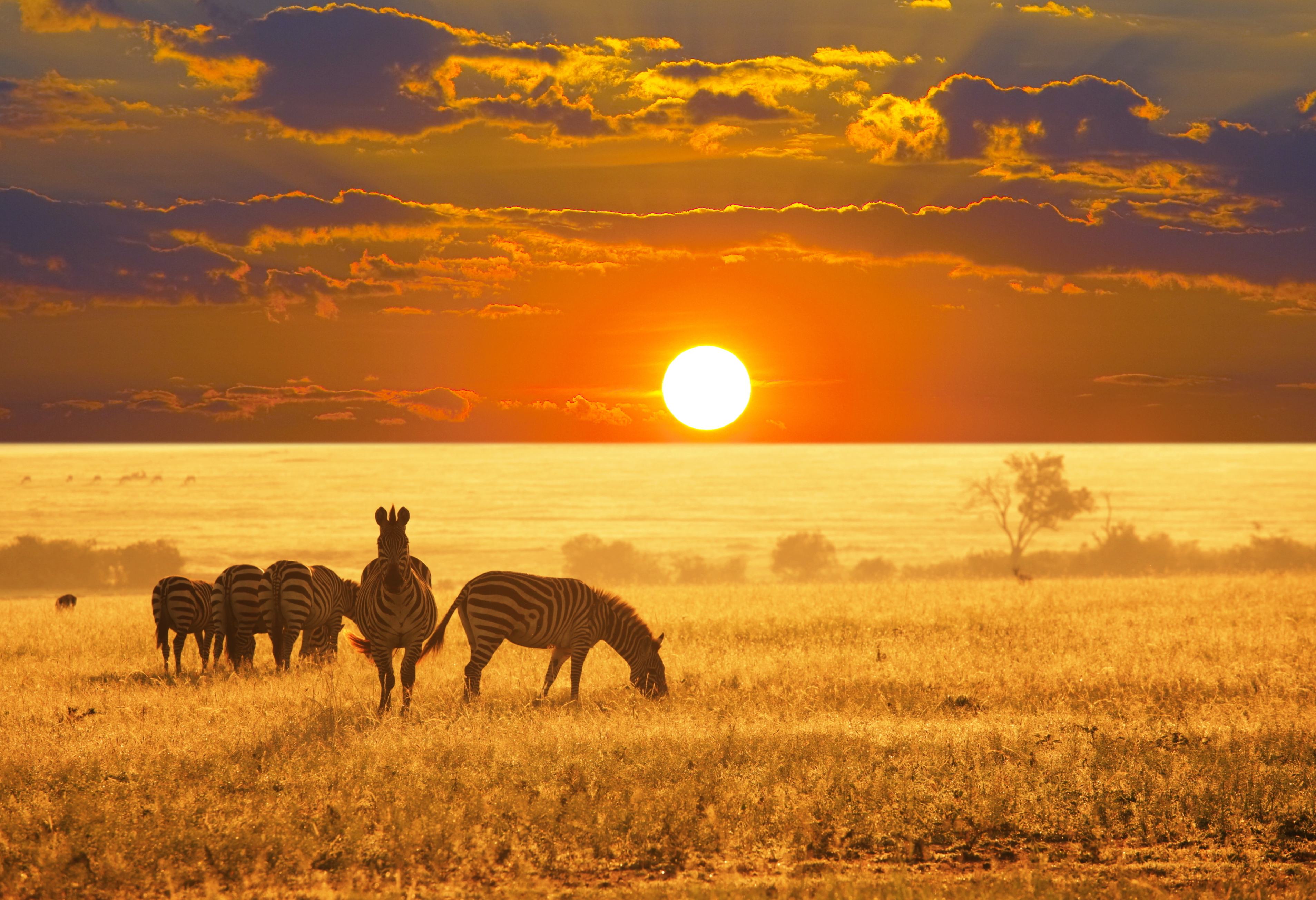 Zebra's in de bush in Zuid-Afrika