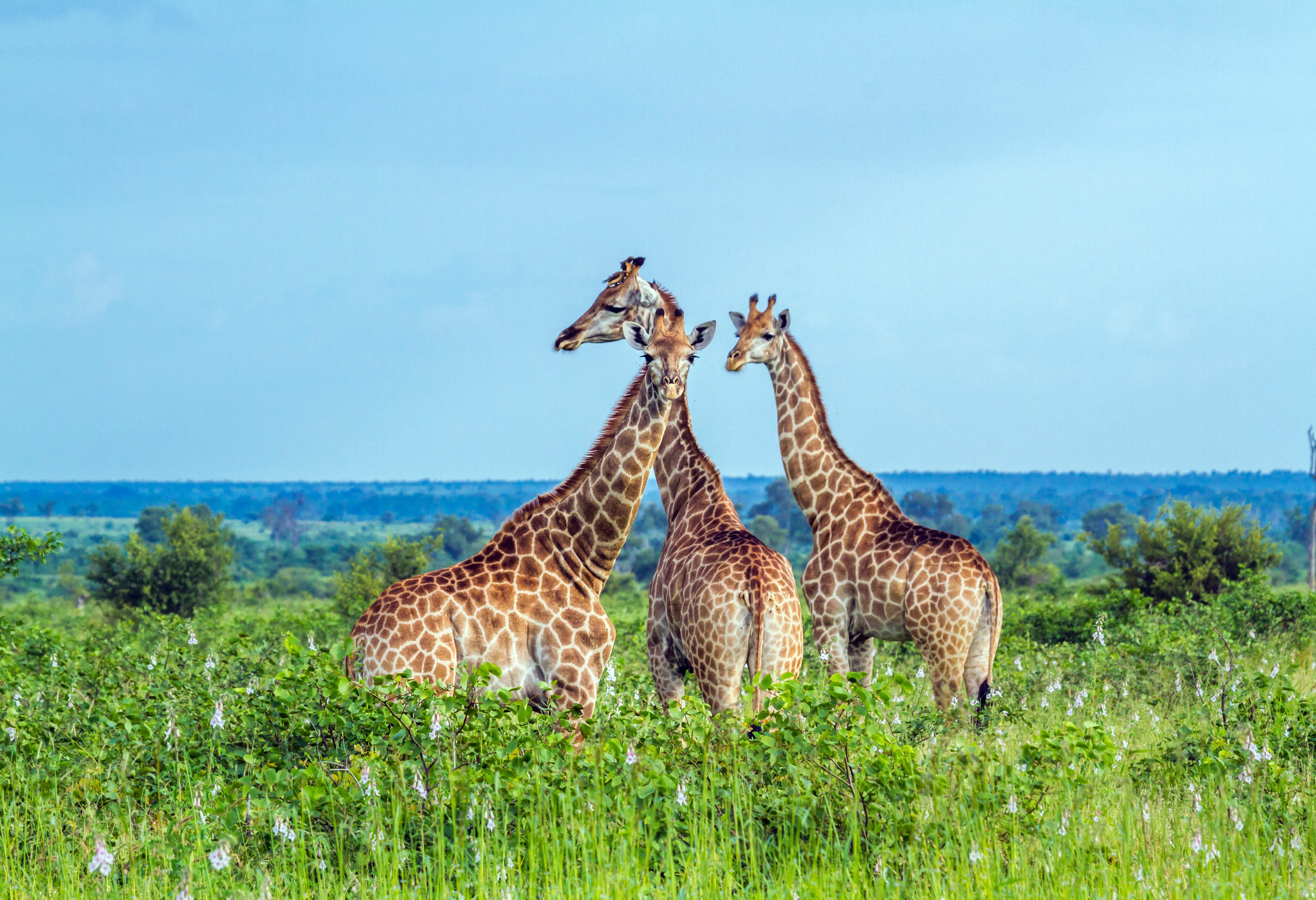 Giraffen in het Kruger in Zuid-Afrika