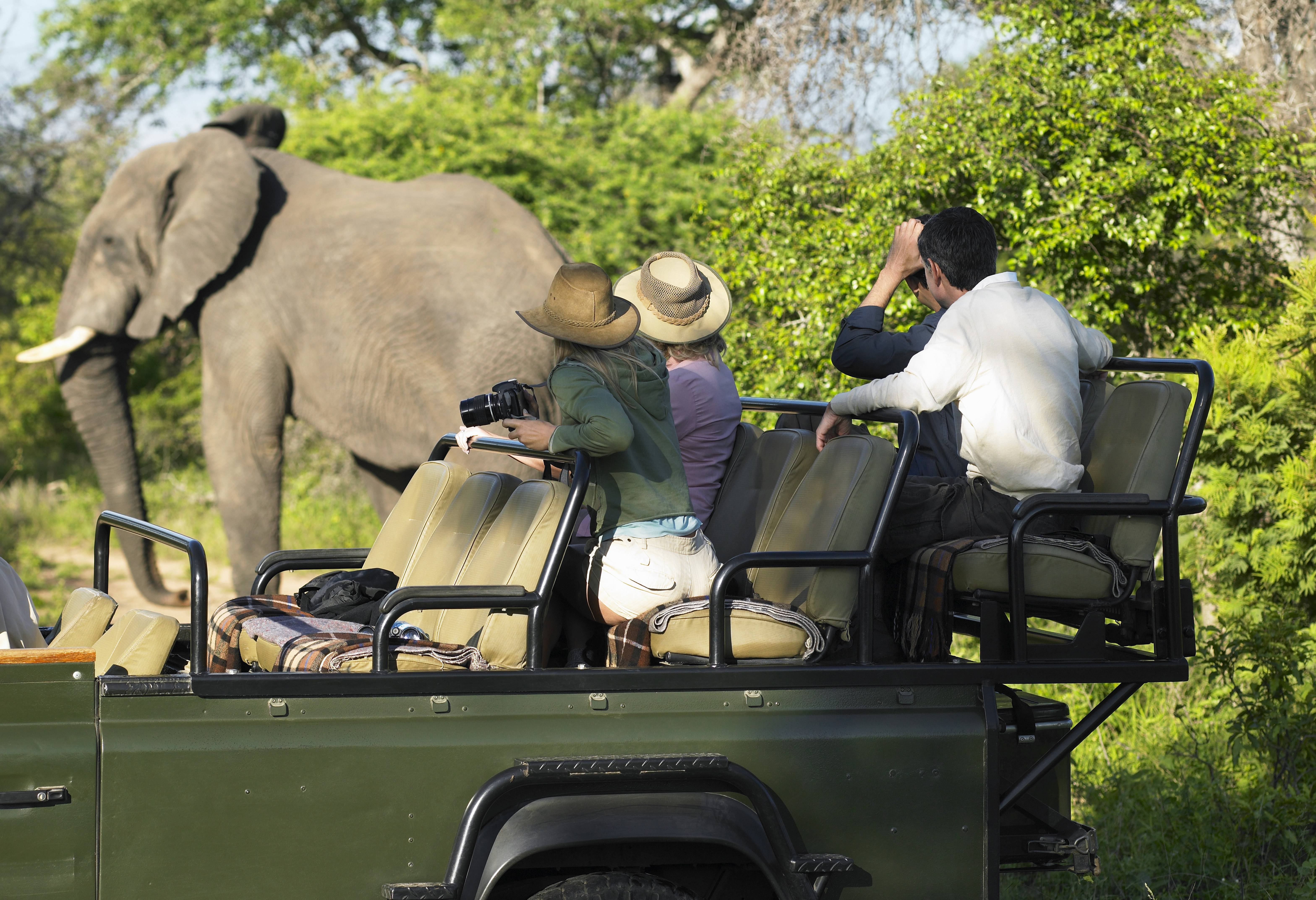 Olifant tijdens Game drive in Zuid-Afrika