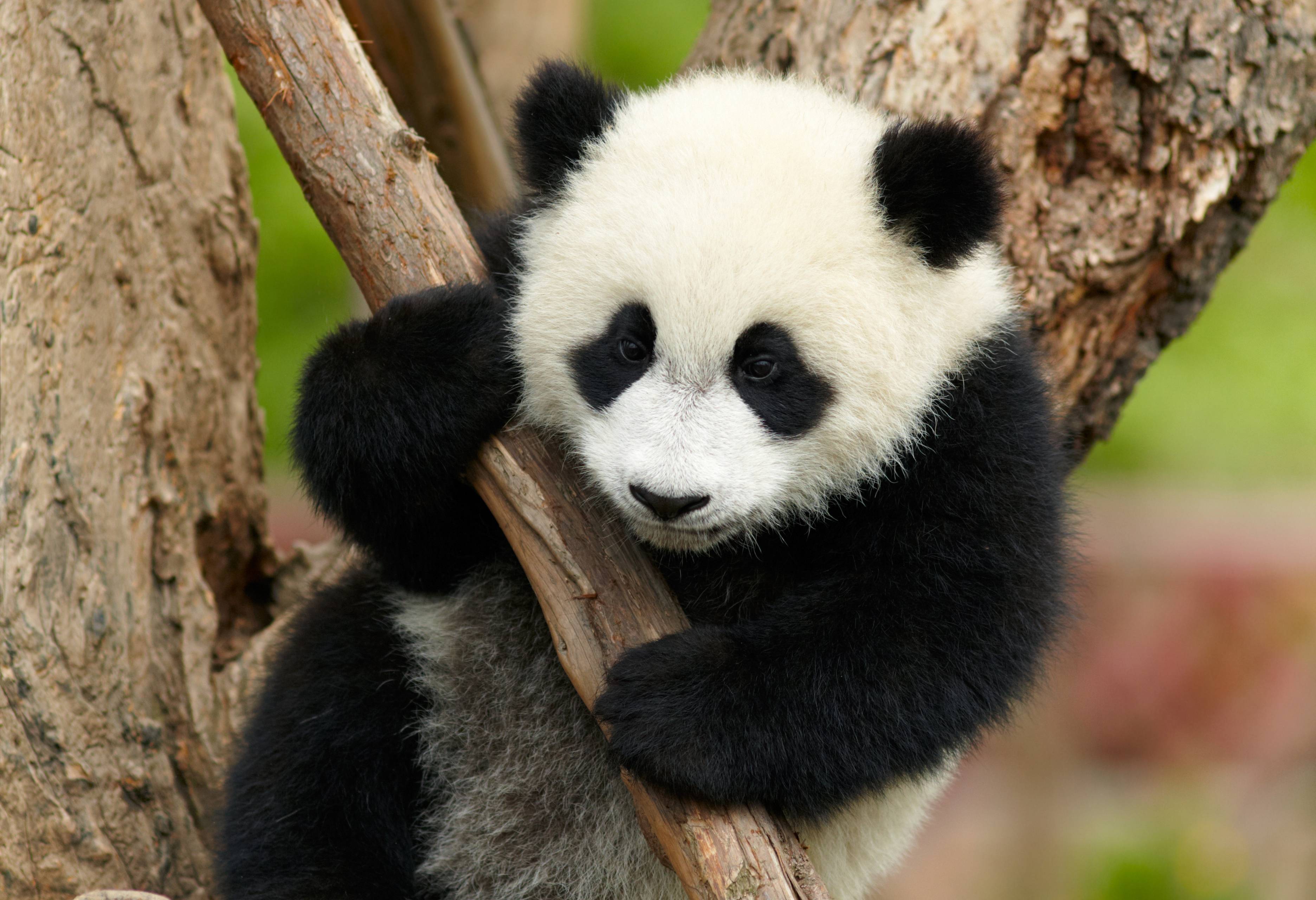 Een baby panda in Chengdu