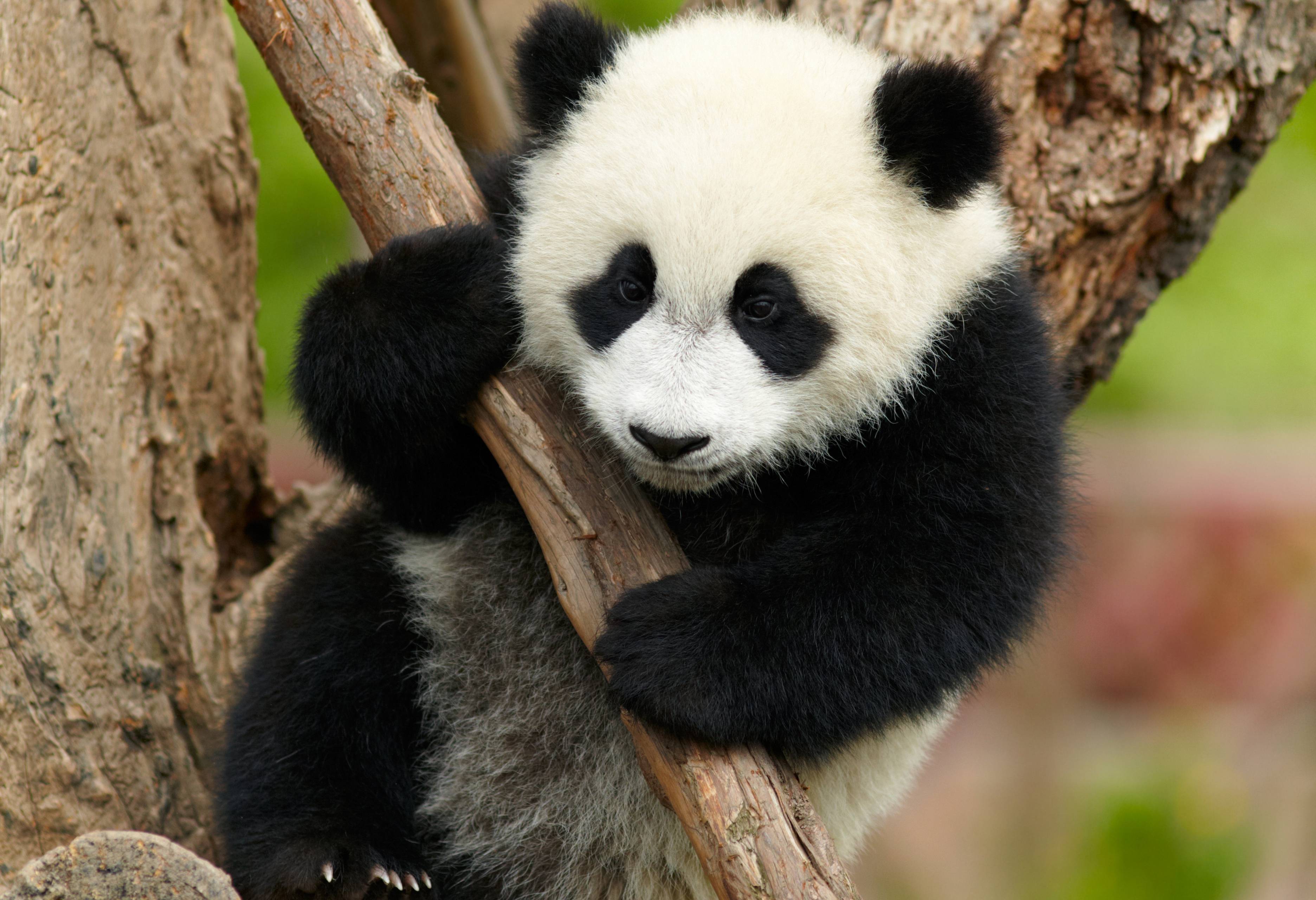 Baby panda in Chengdu