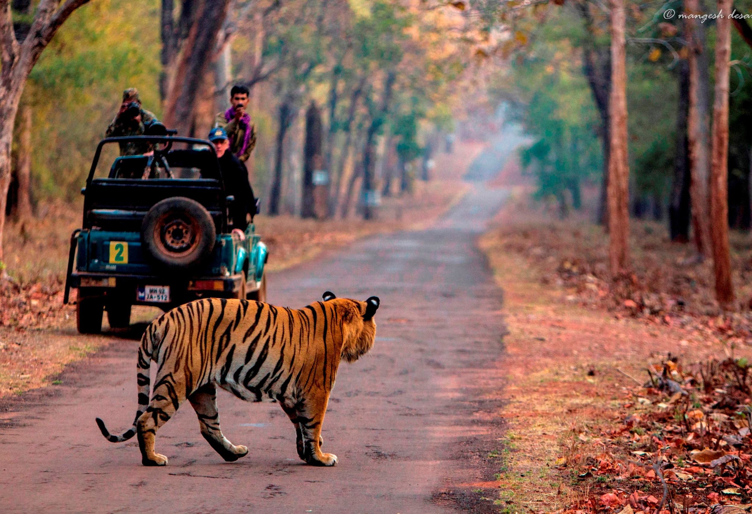 tiger safari near varanasi