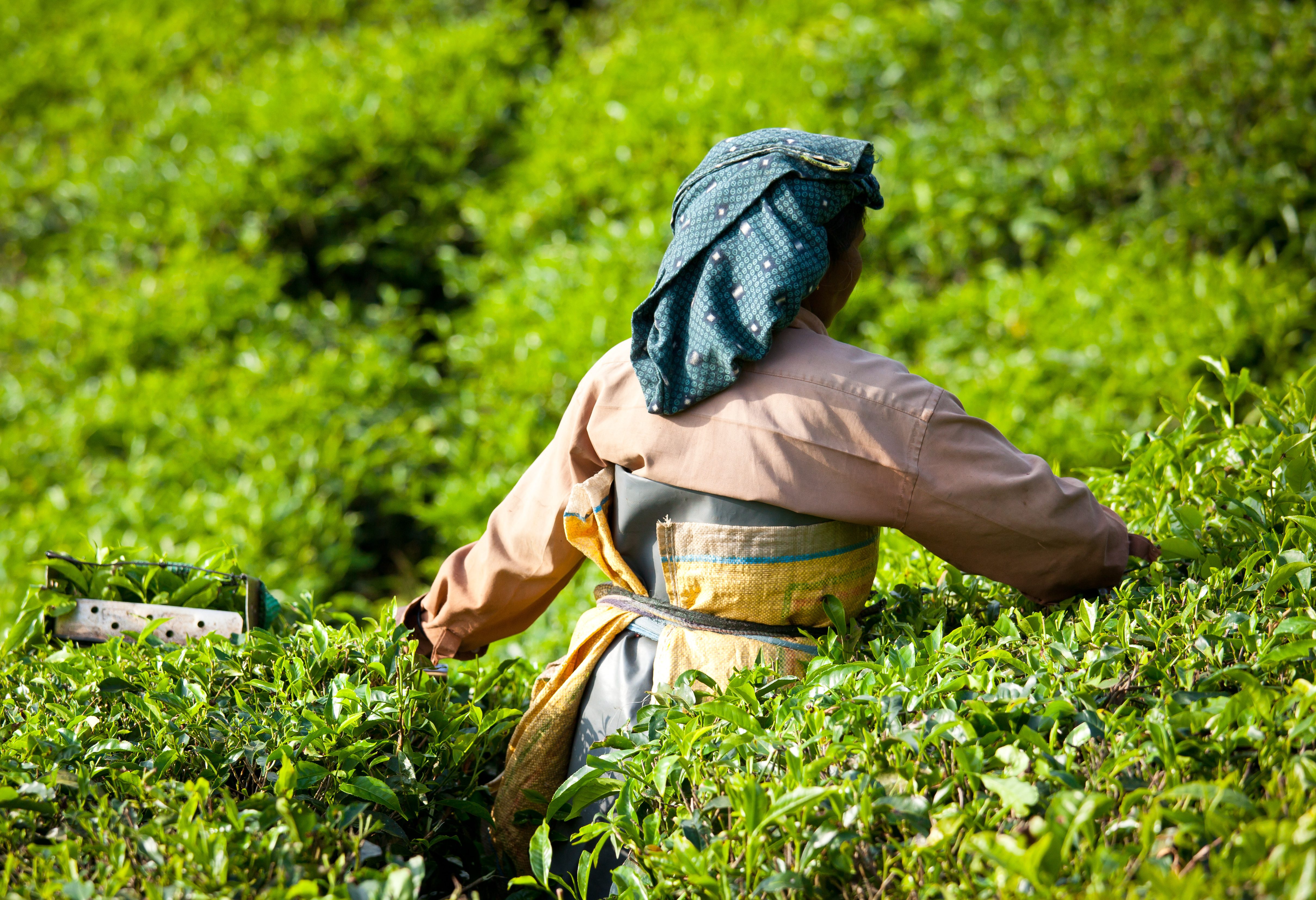 Theeplukster in Munnar India