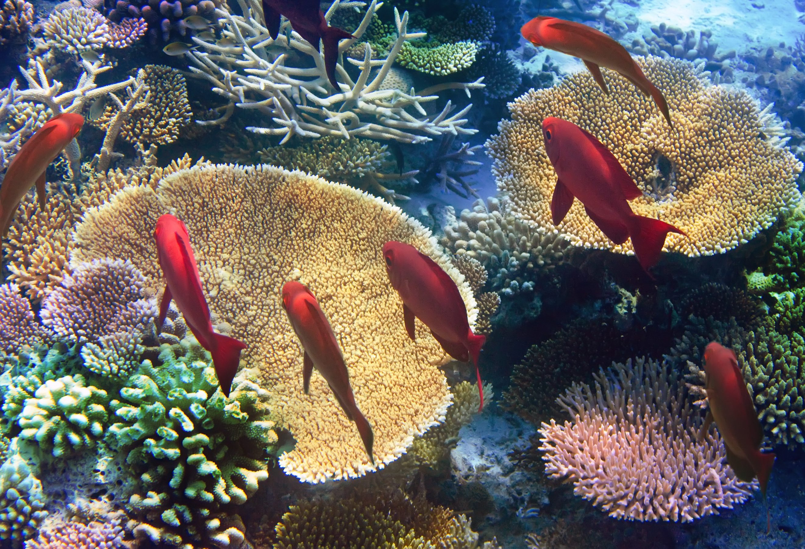 Snorkelen op Mauritius