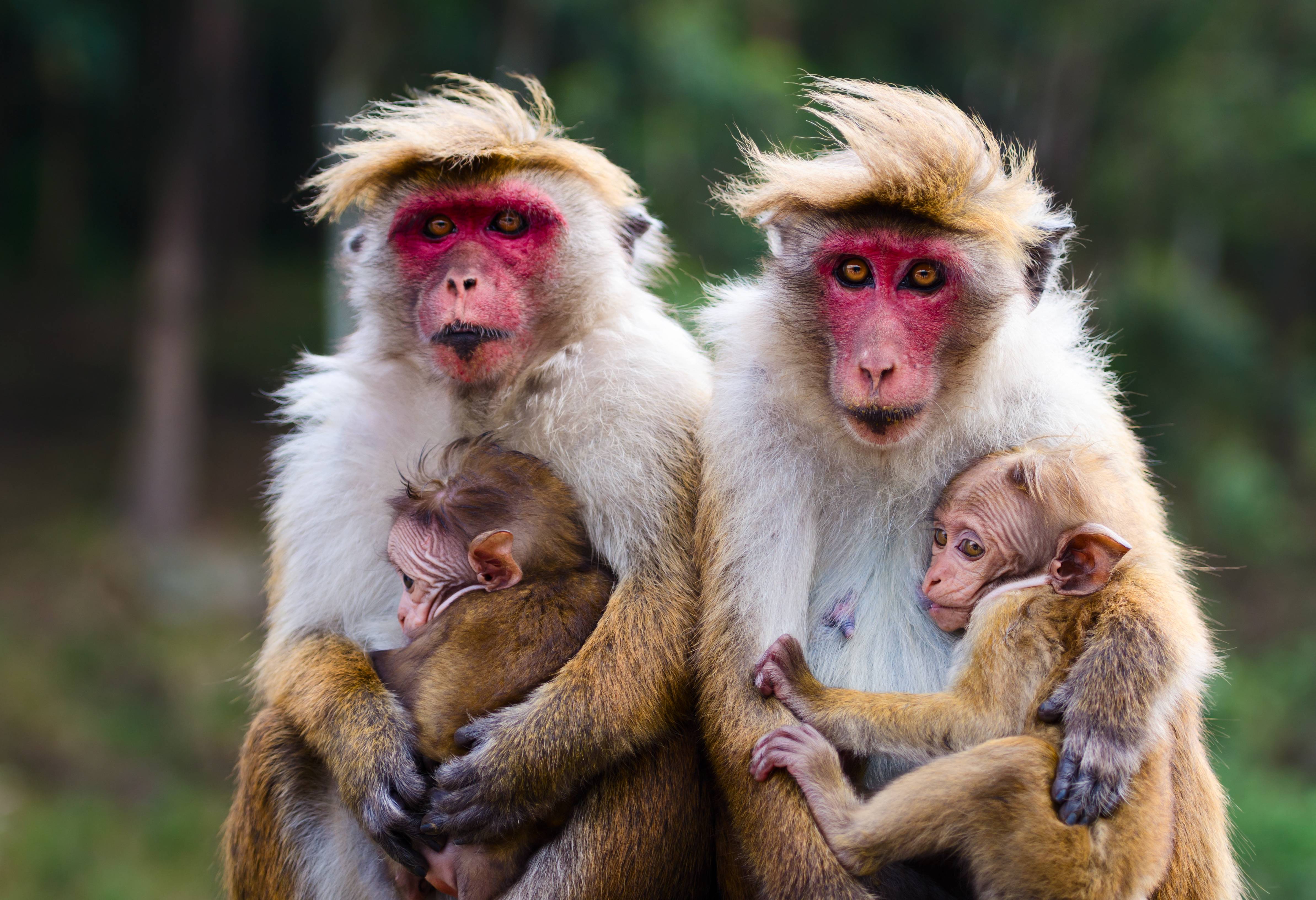 Tour Sri Lanka - Luipaarden en walvissen van Sri Lanka - 333travel