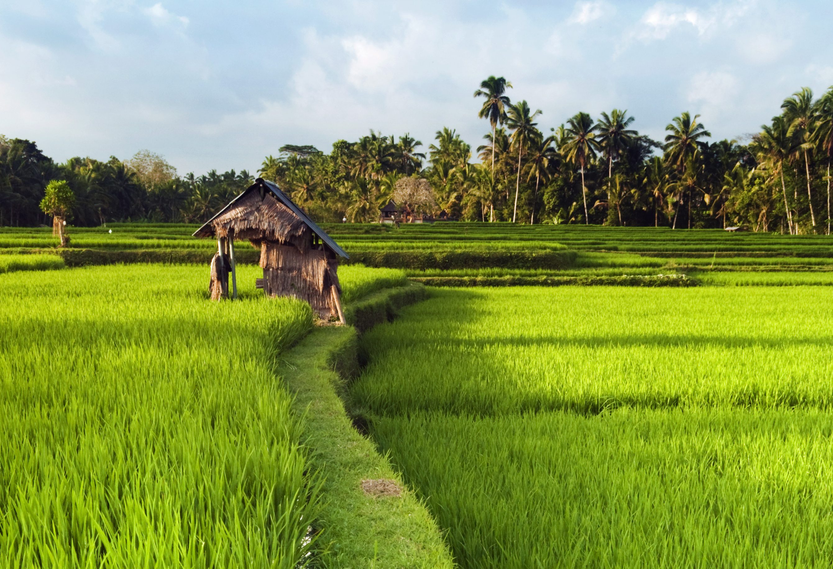 Ubud rijstvelden Bali