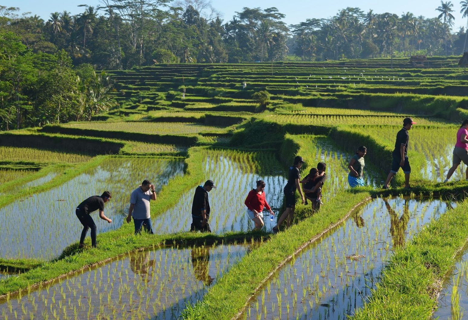 Wandelen in de rijstvelden bij Ubud Bali