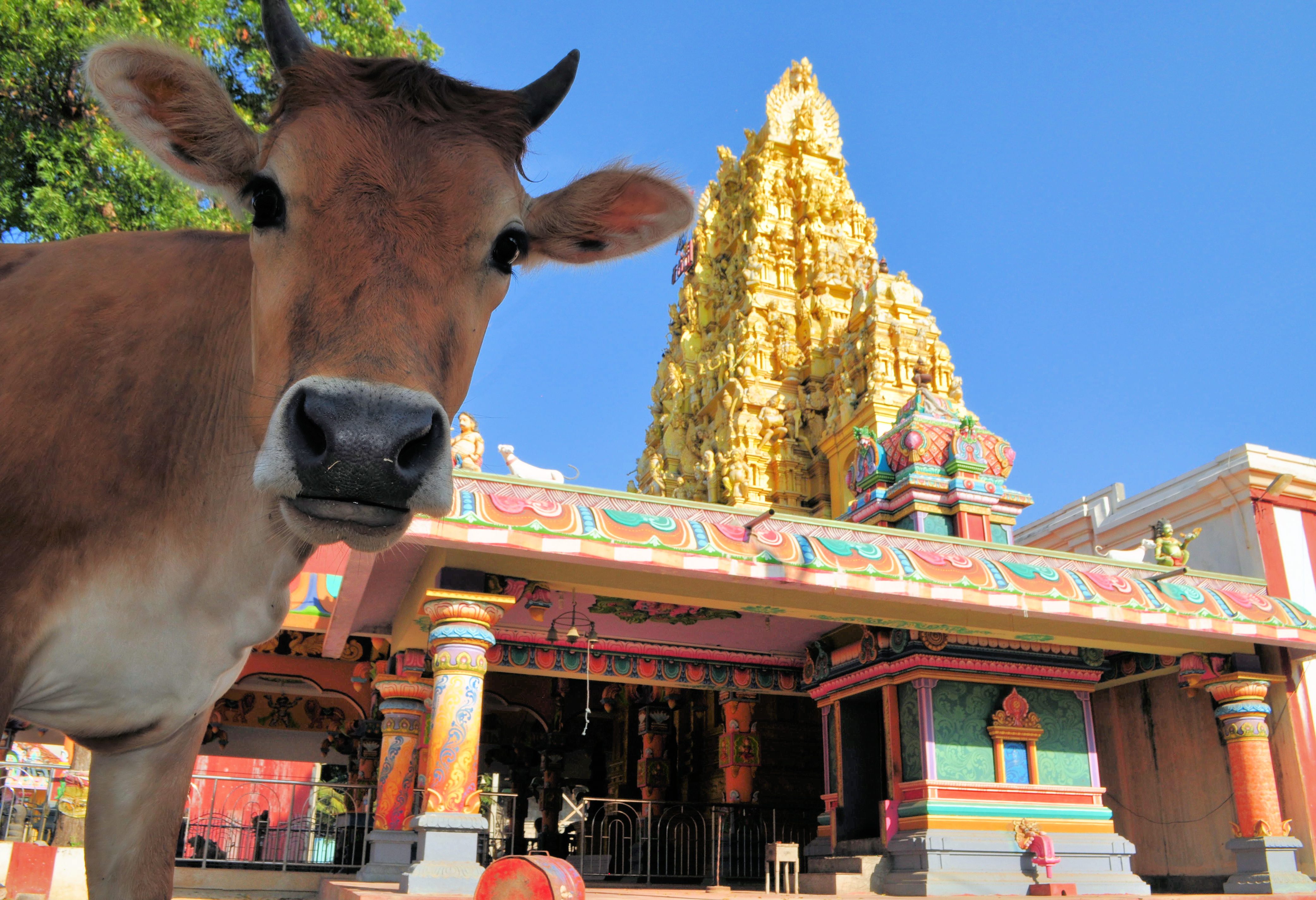 Een heilige koe bij Hindu tempel in Jaffna