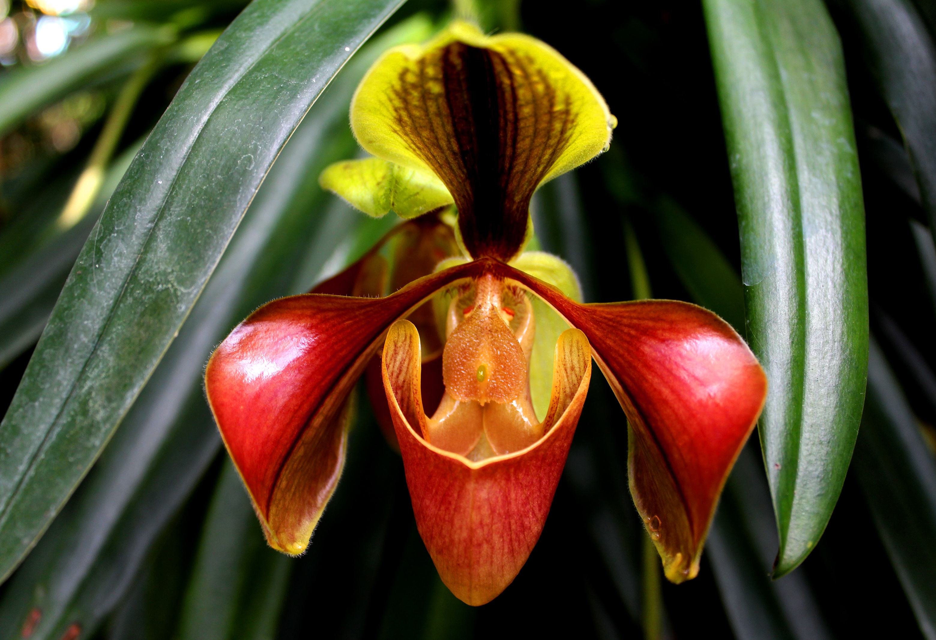 Orchidee in de orchideeënkwekerij in Thailand