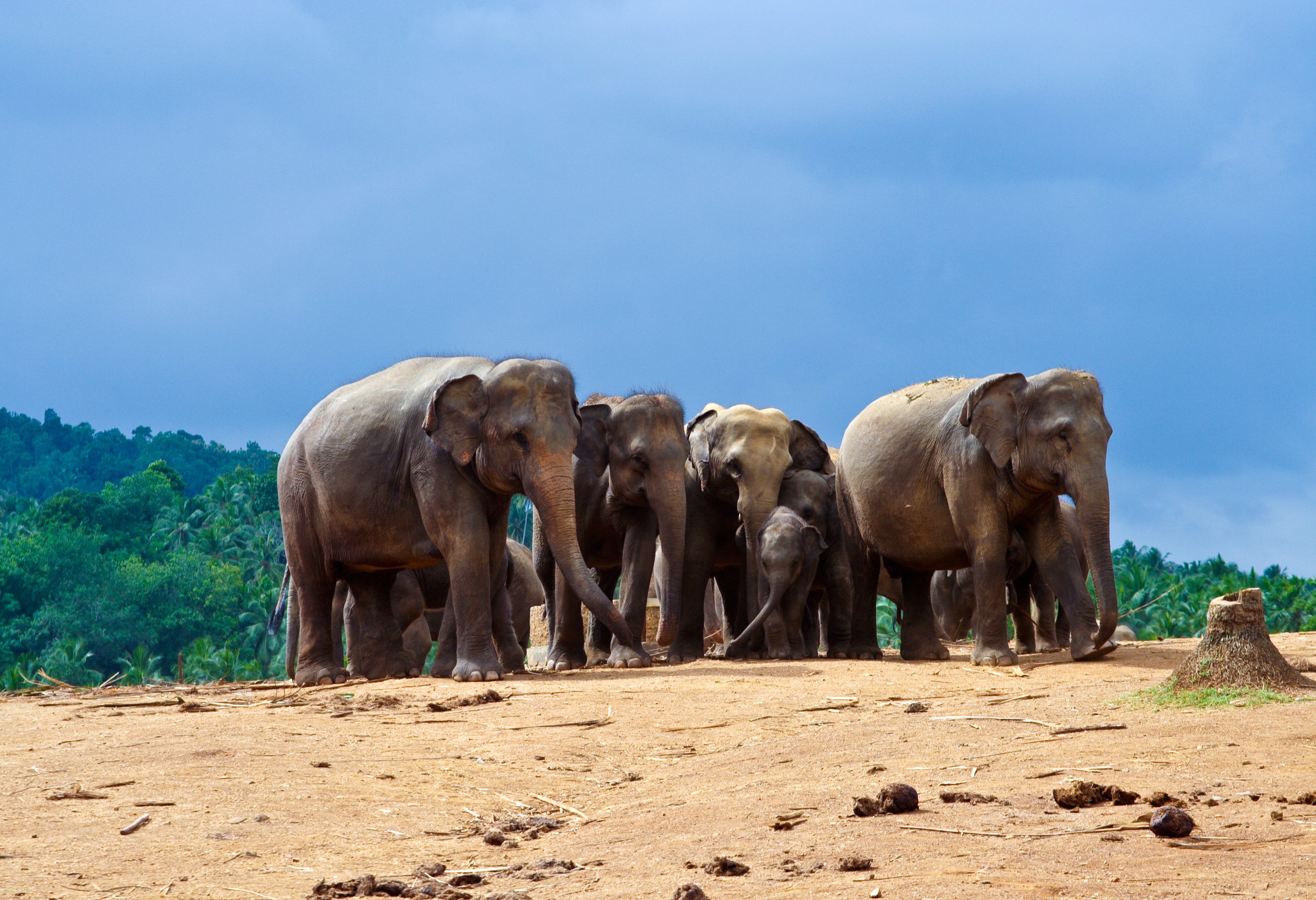 Olifanten familie in Sri Lanka