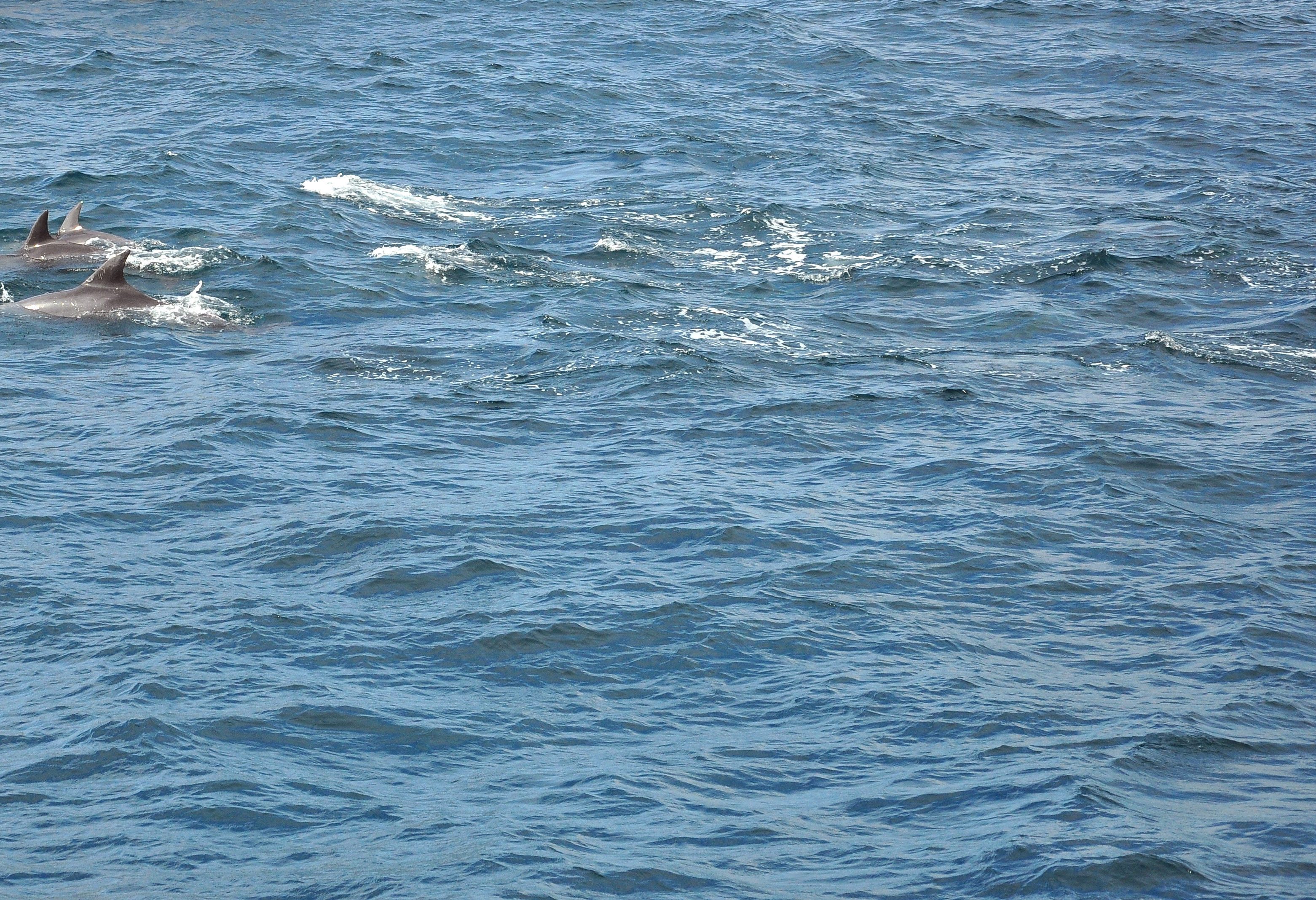 Dolfijnen boottocht bij Kalpitiya in Sri Lanka