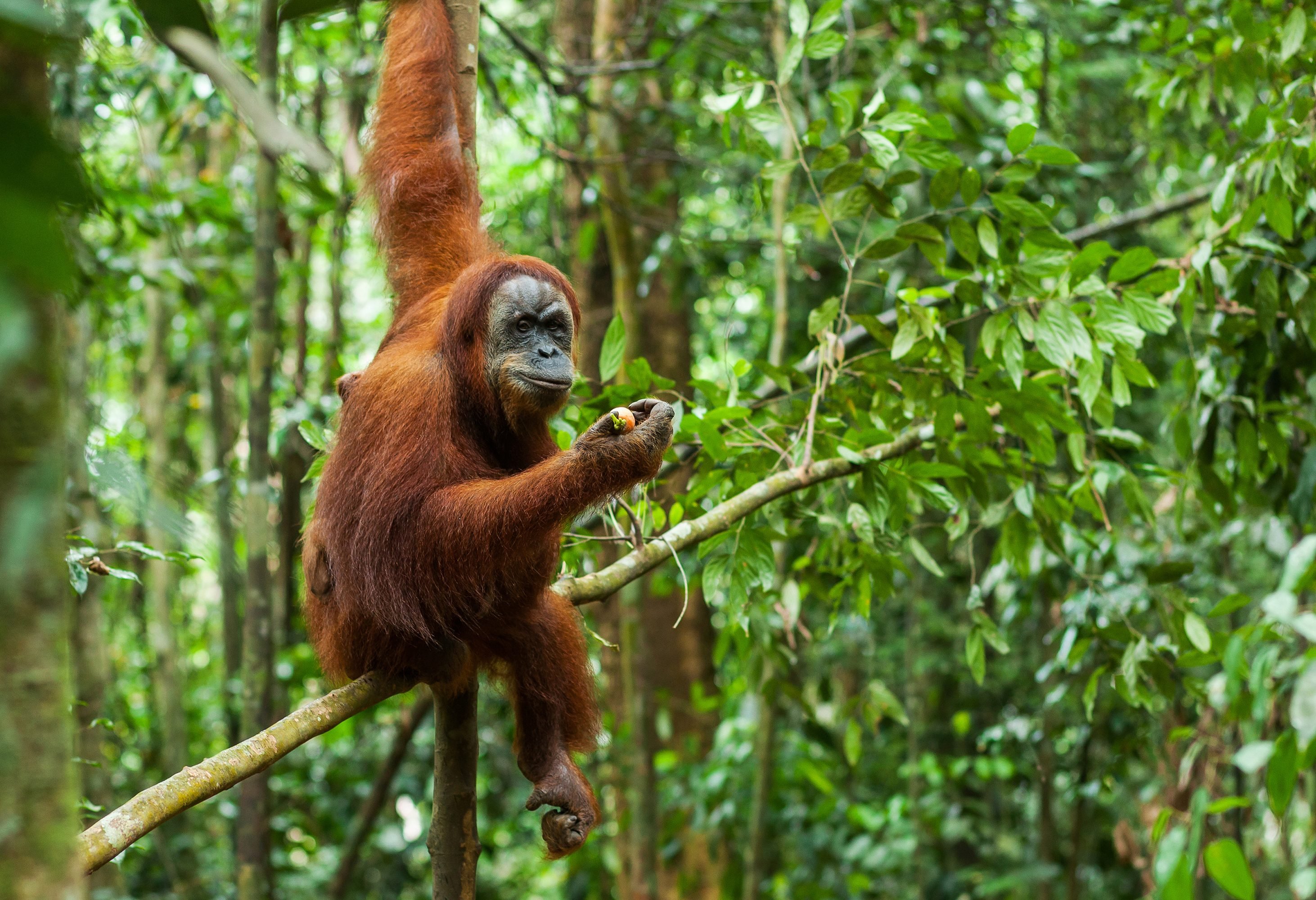 Orang-oetan Gunung Leuser National Park Sumatra
